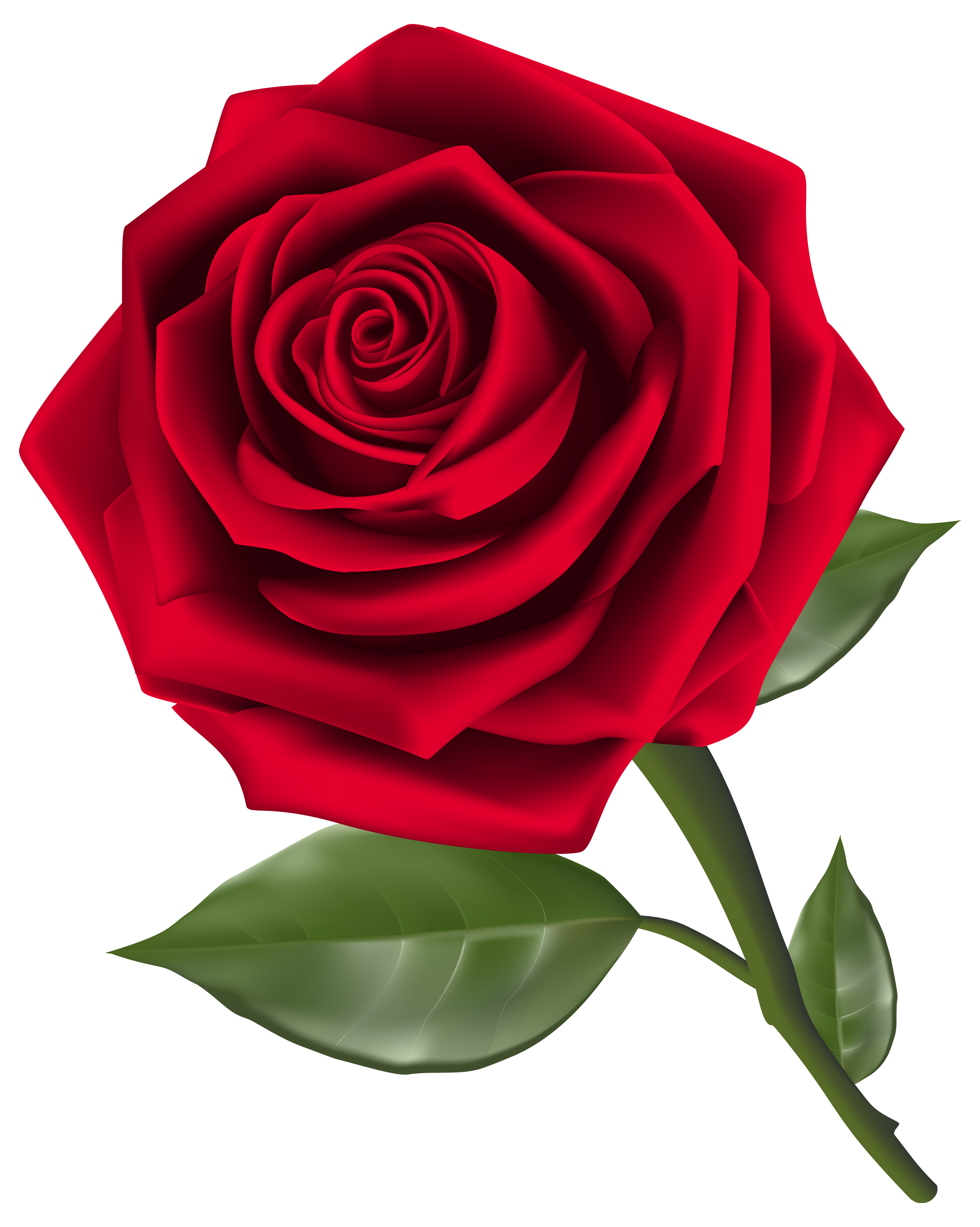 red roses clipart - photo #35