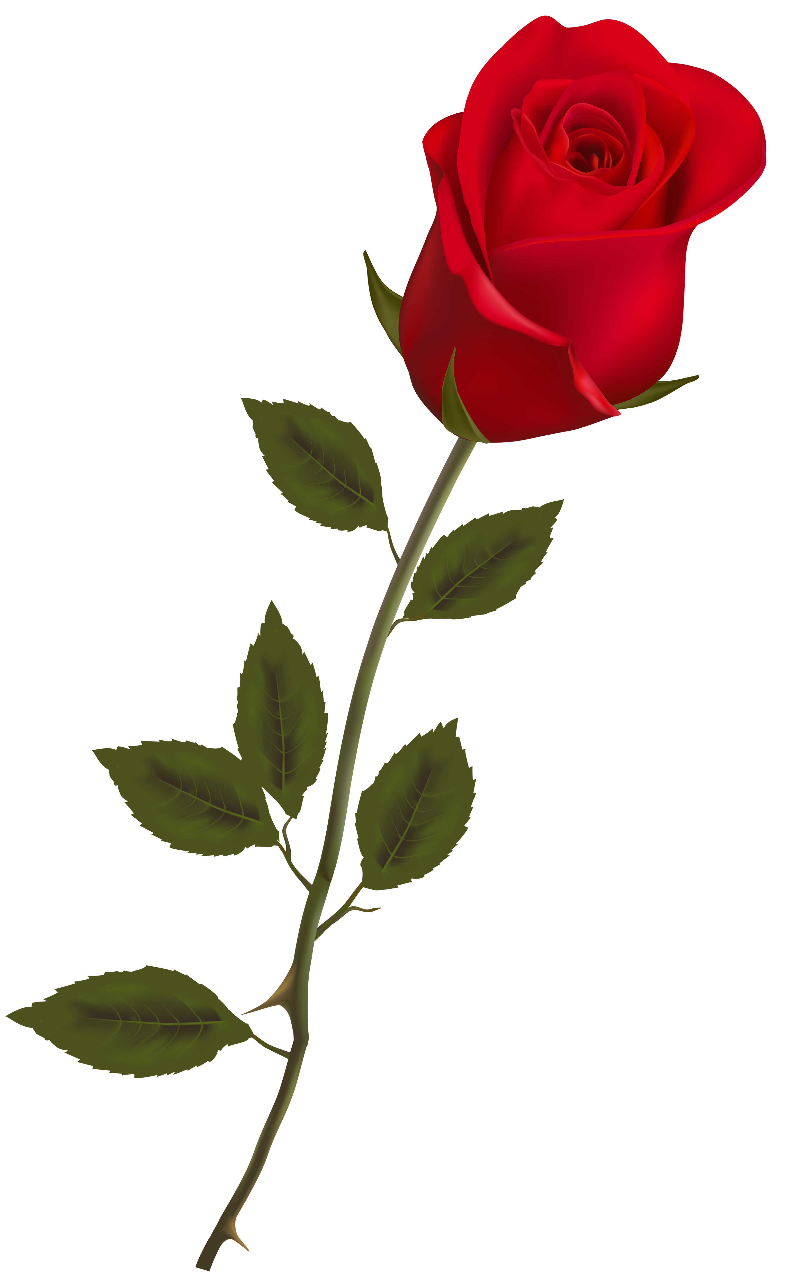 Red Rose With Stem