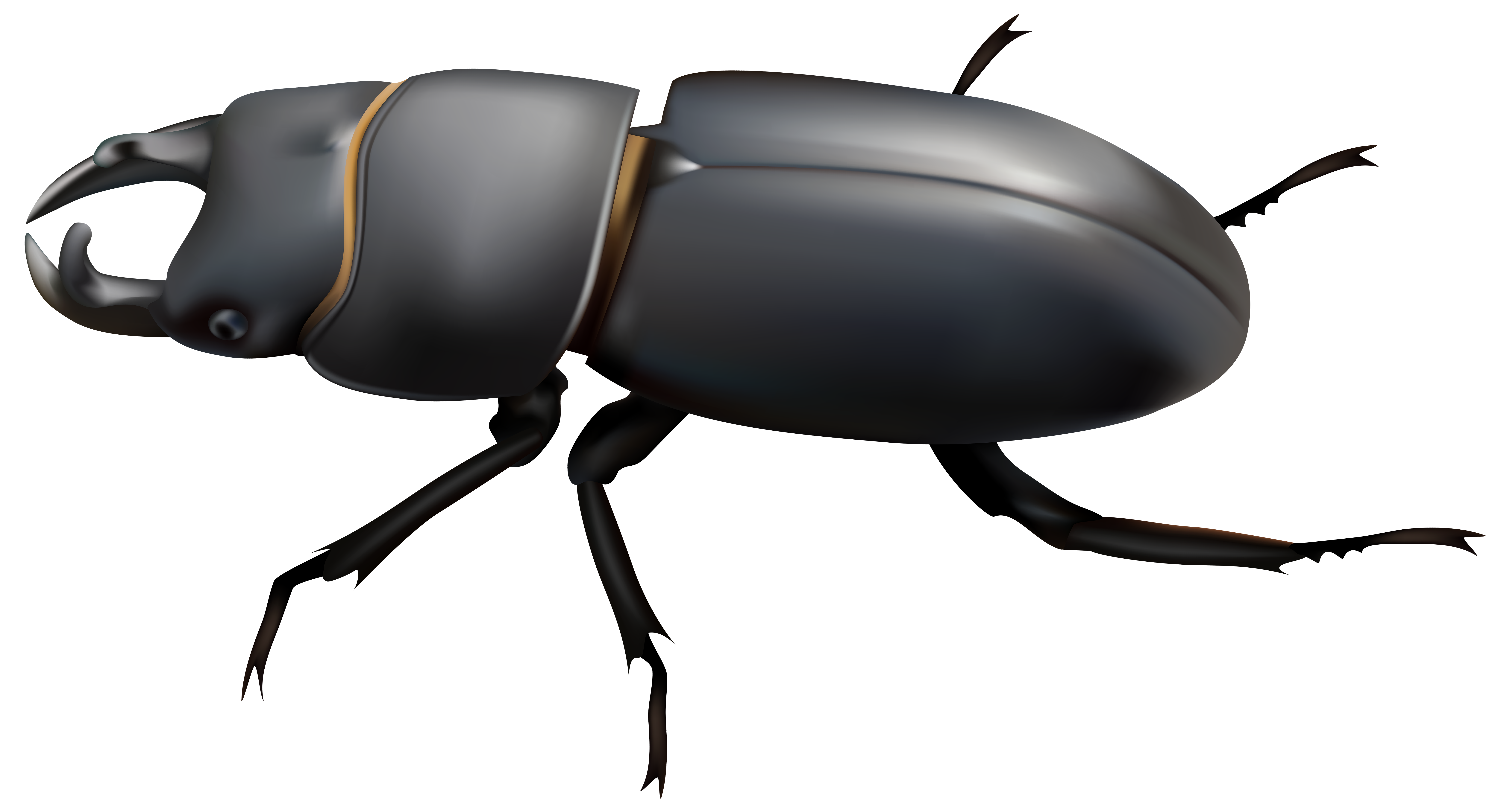free clip art beetle - photo #48