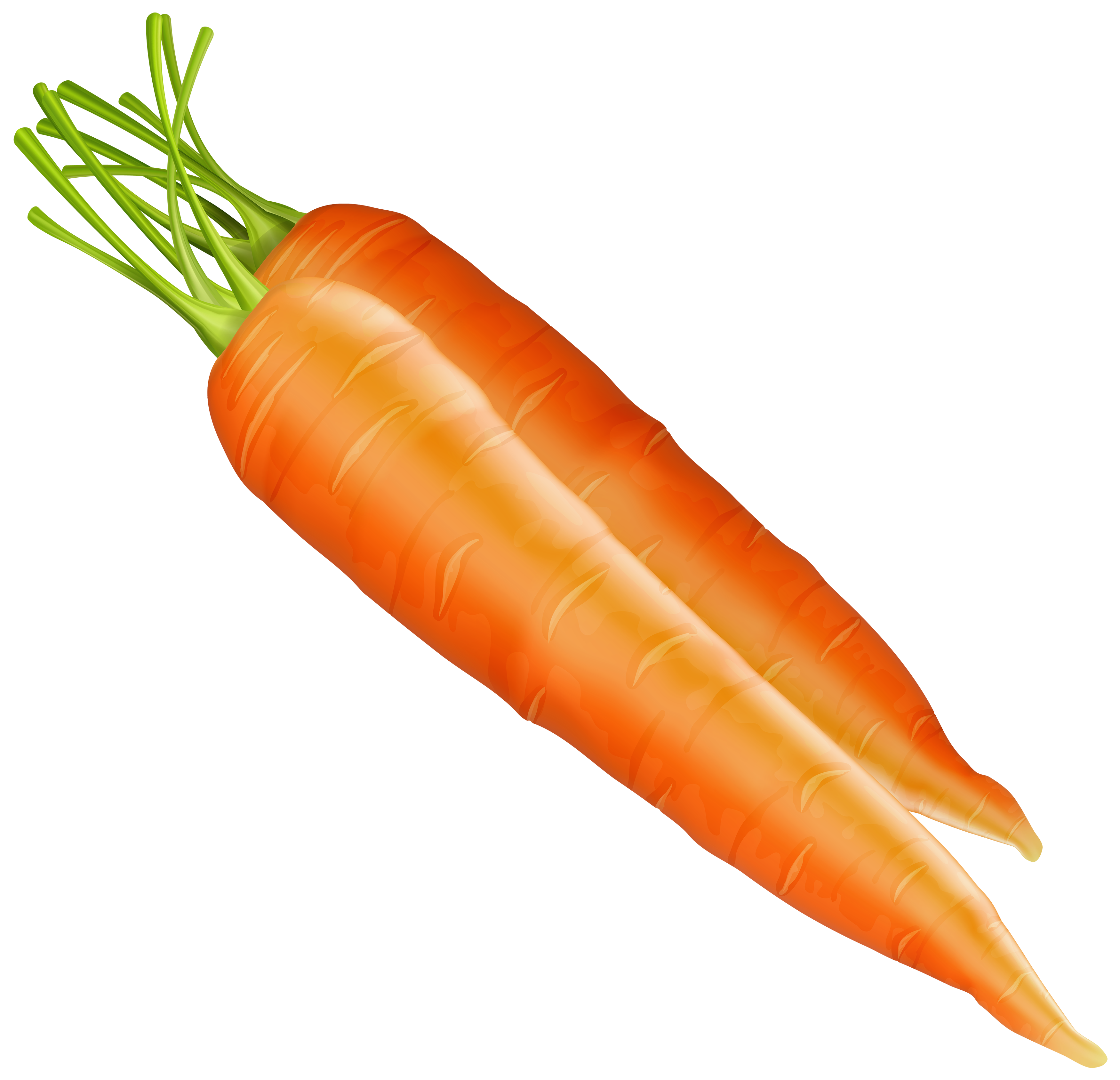 clipart carrot - photo #46