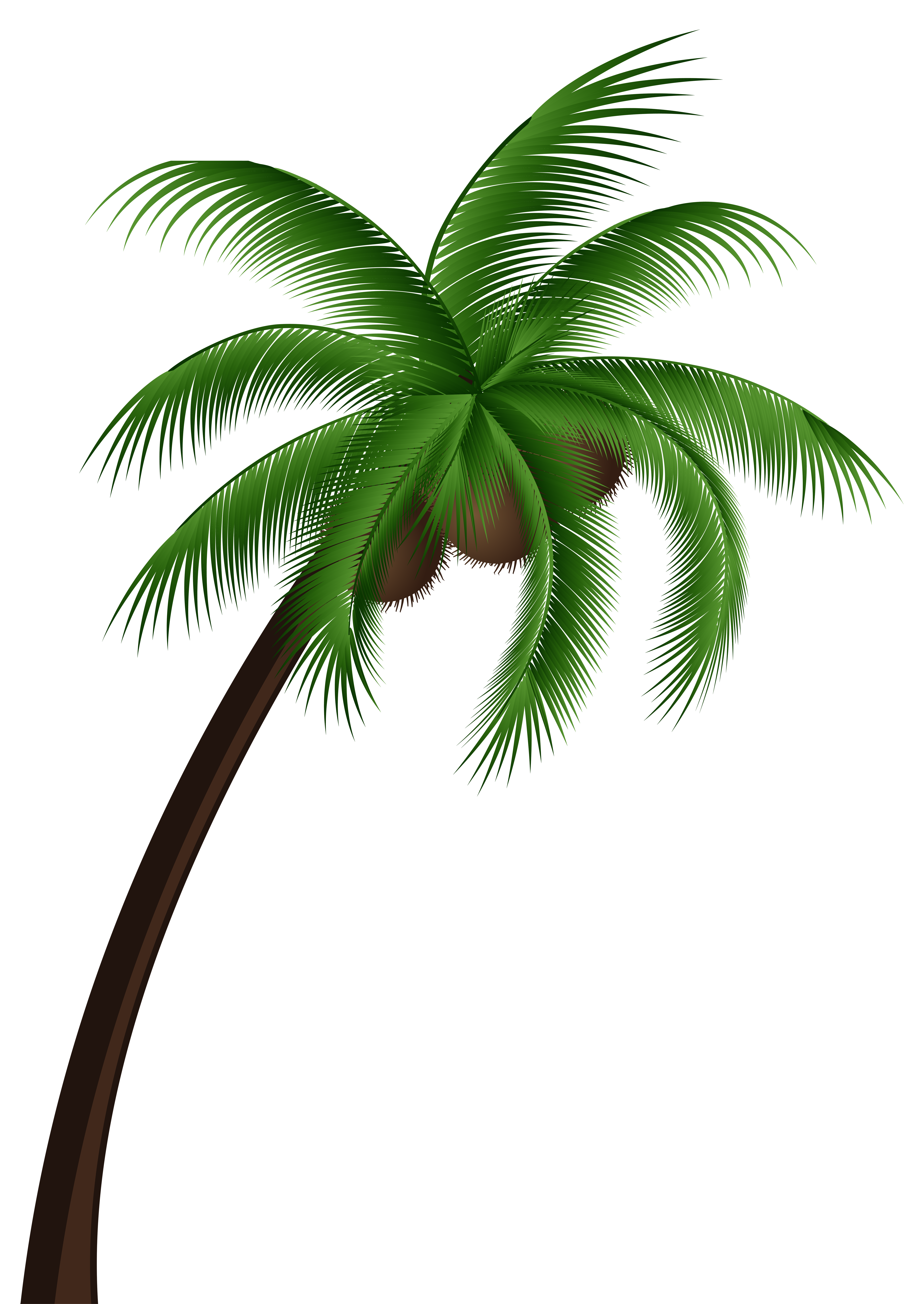 coconut tree clip art - photo #33