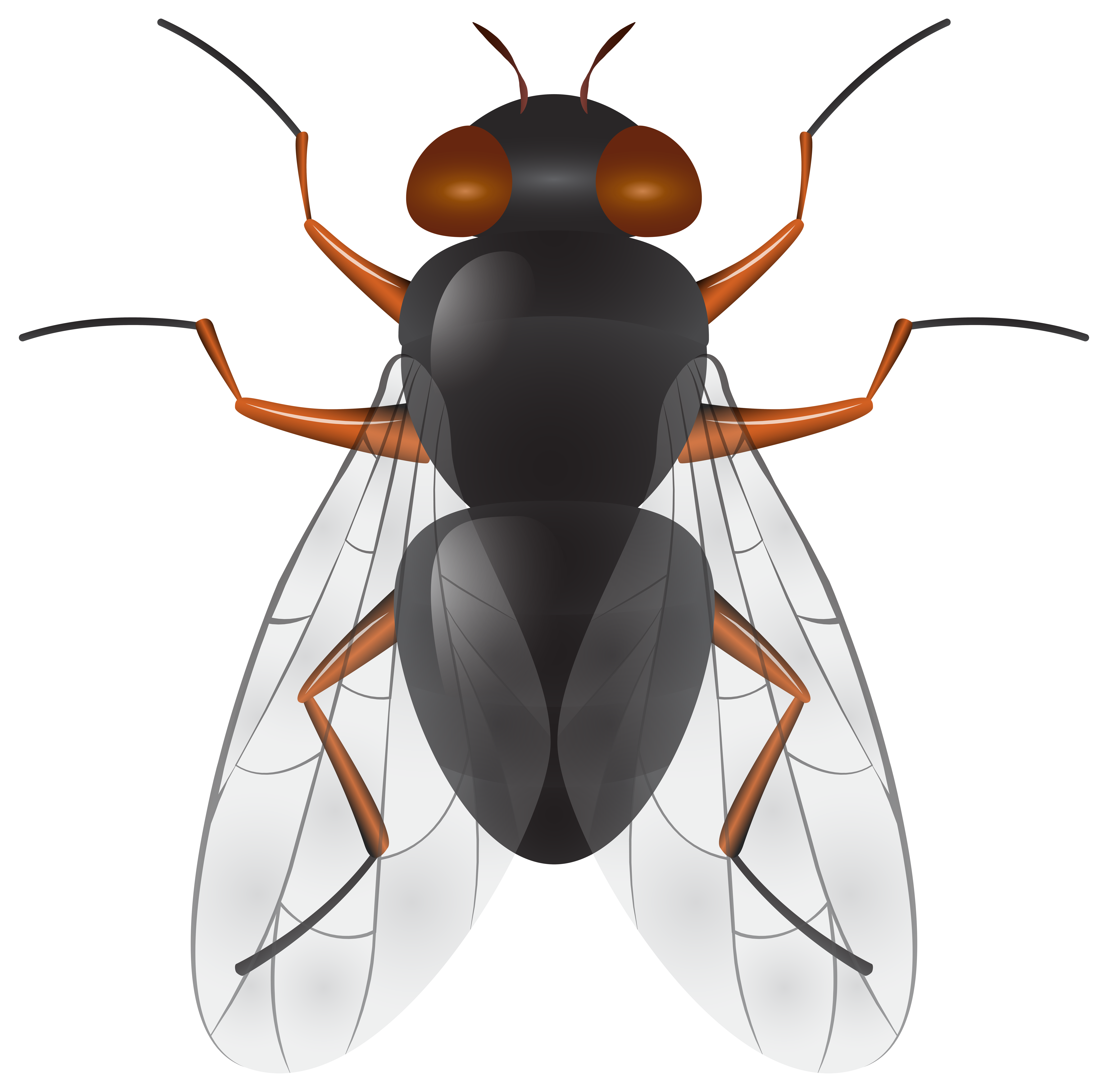fly insect clipart - photo #19