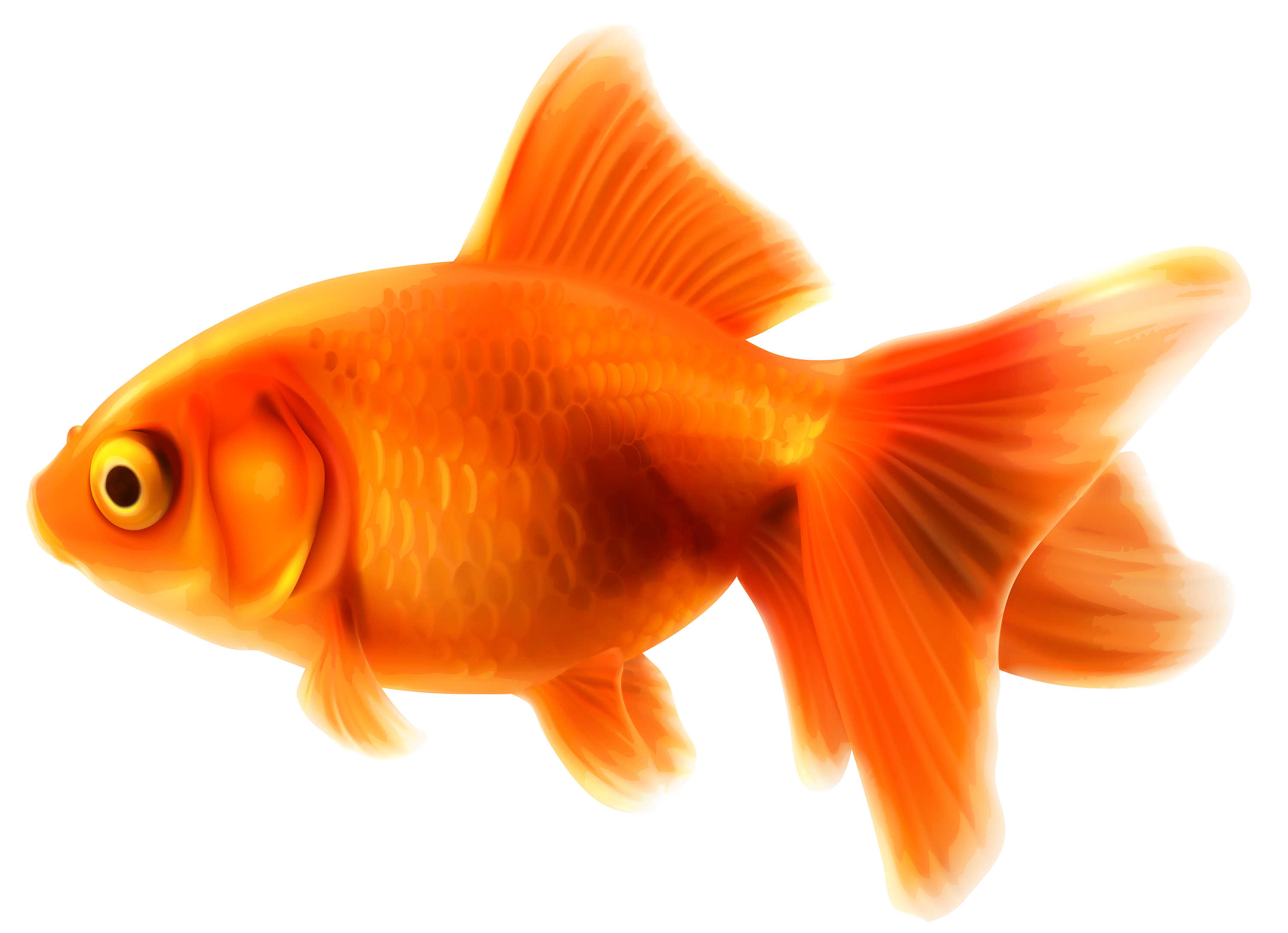 clipart pictures fantail goldfish - photo #19