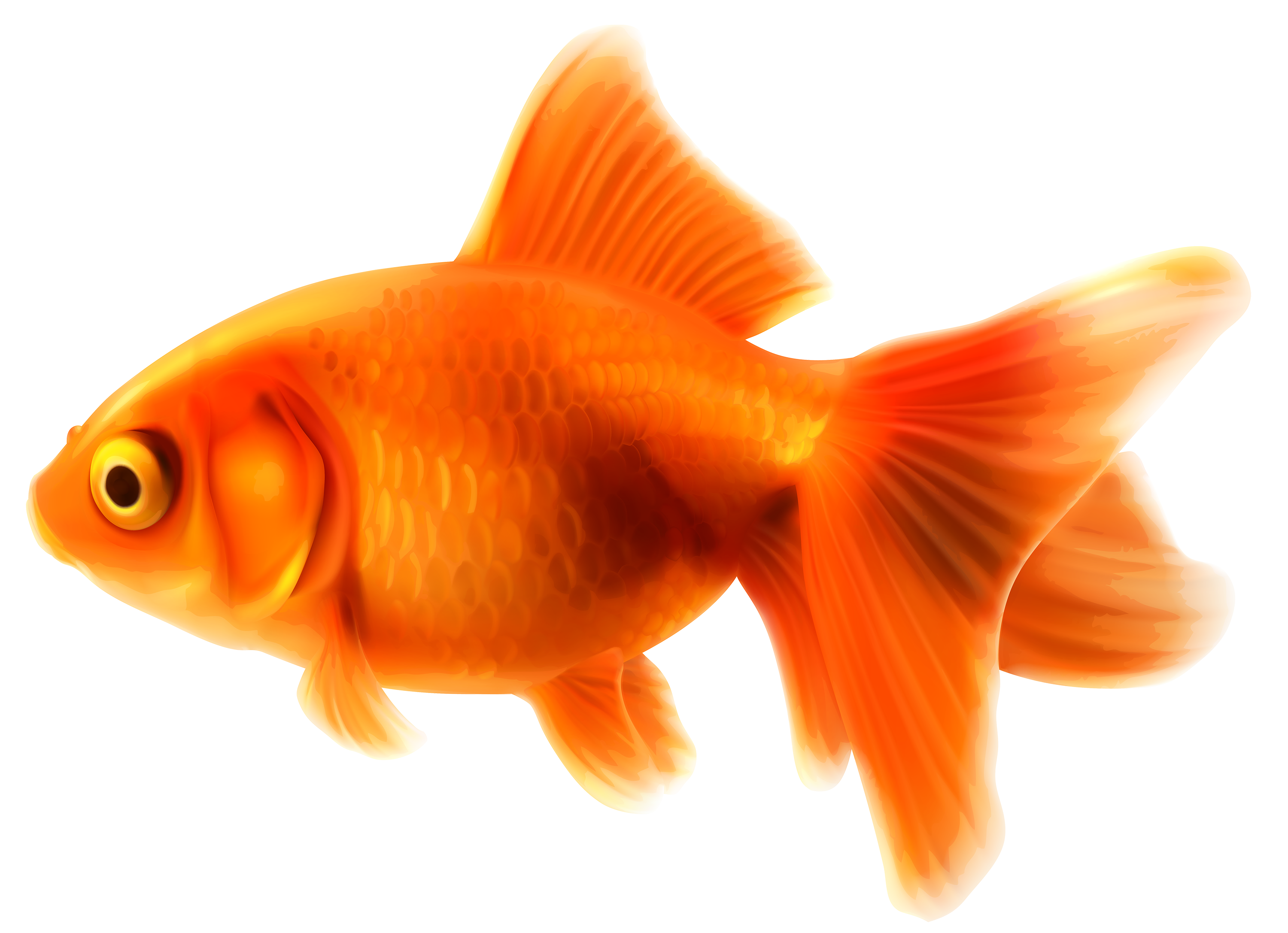 clip art real fish - photo #34