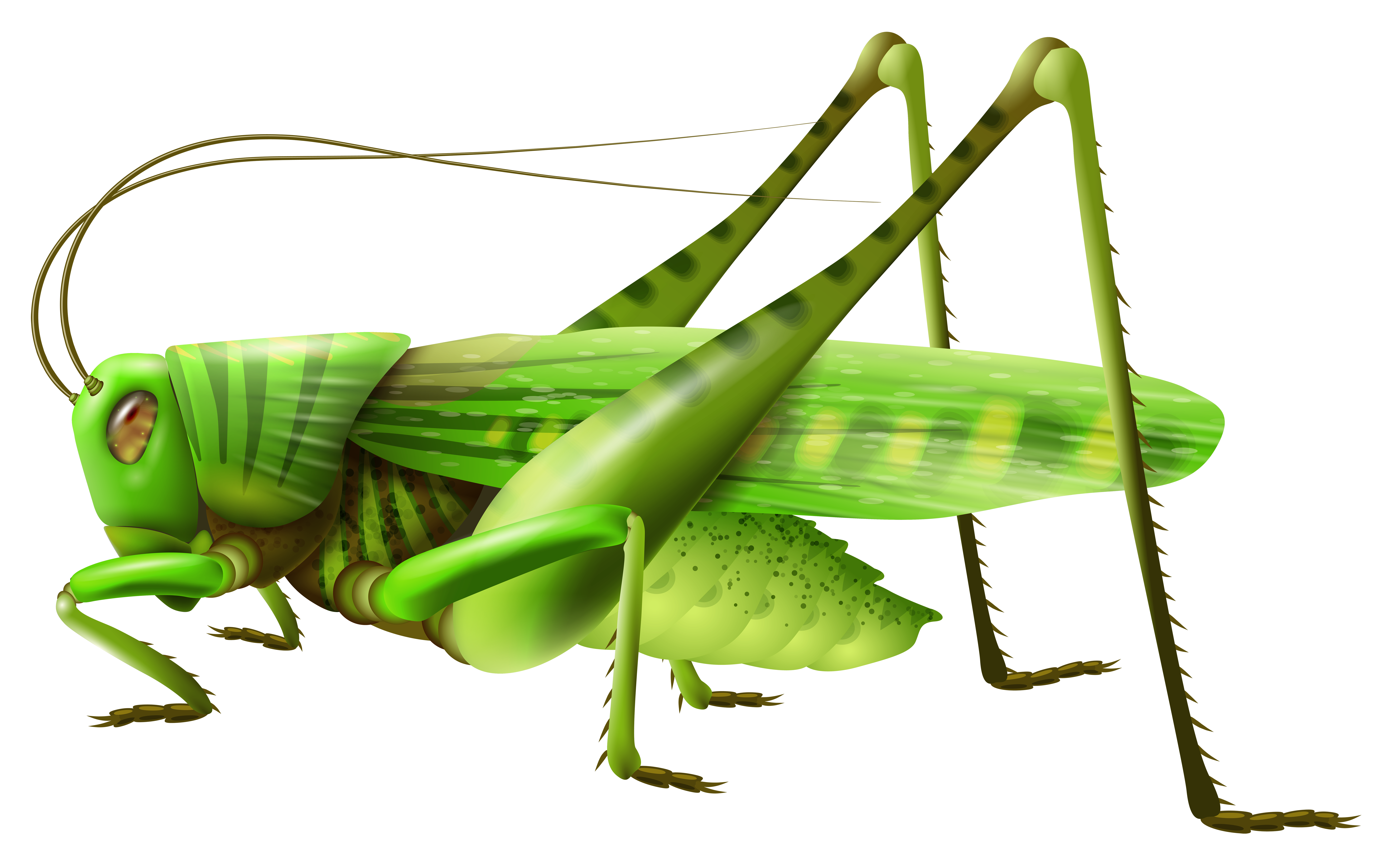 green grasshopper clipart - photo #41