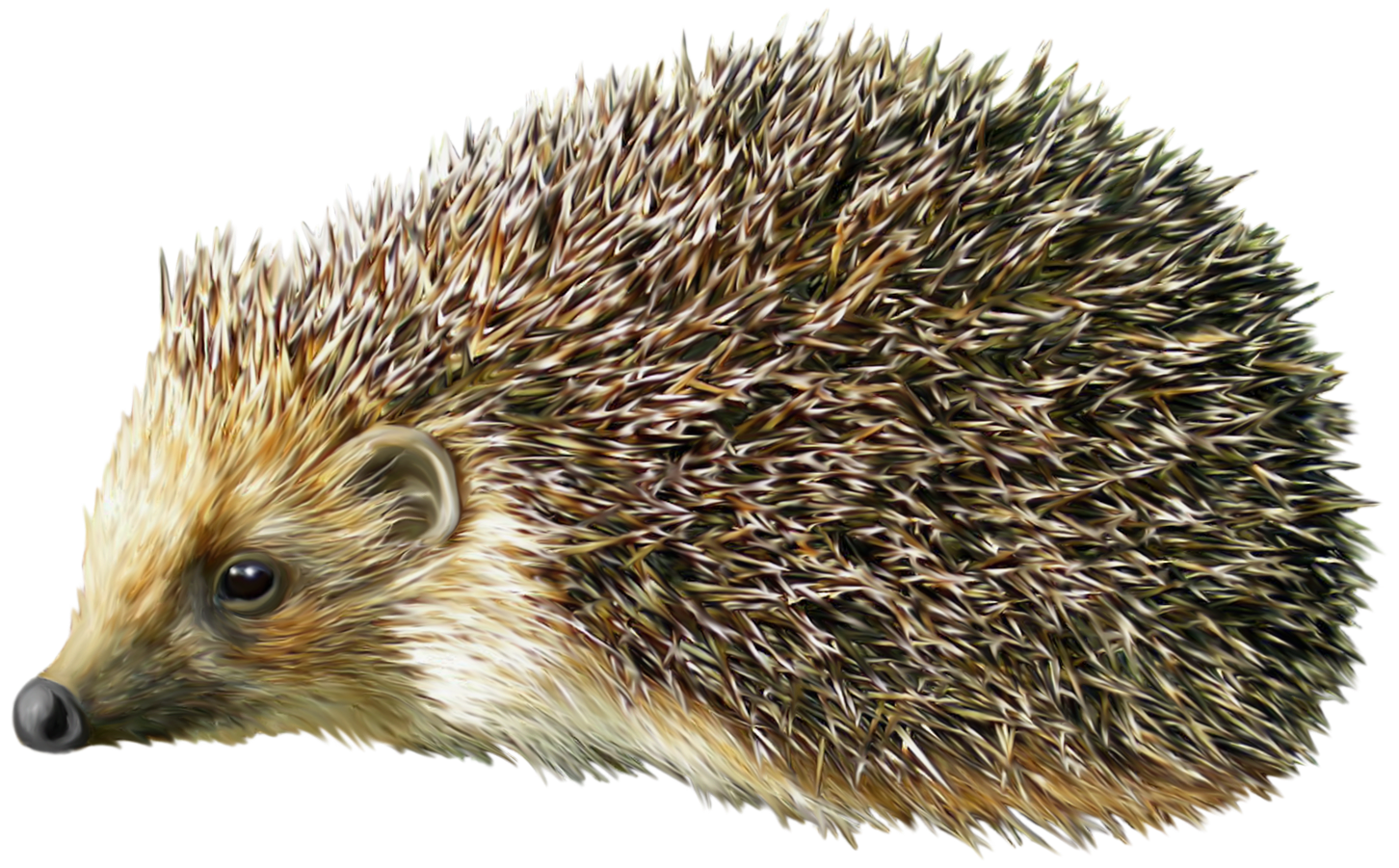 clipart of a hedgehog - photo #19