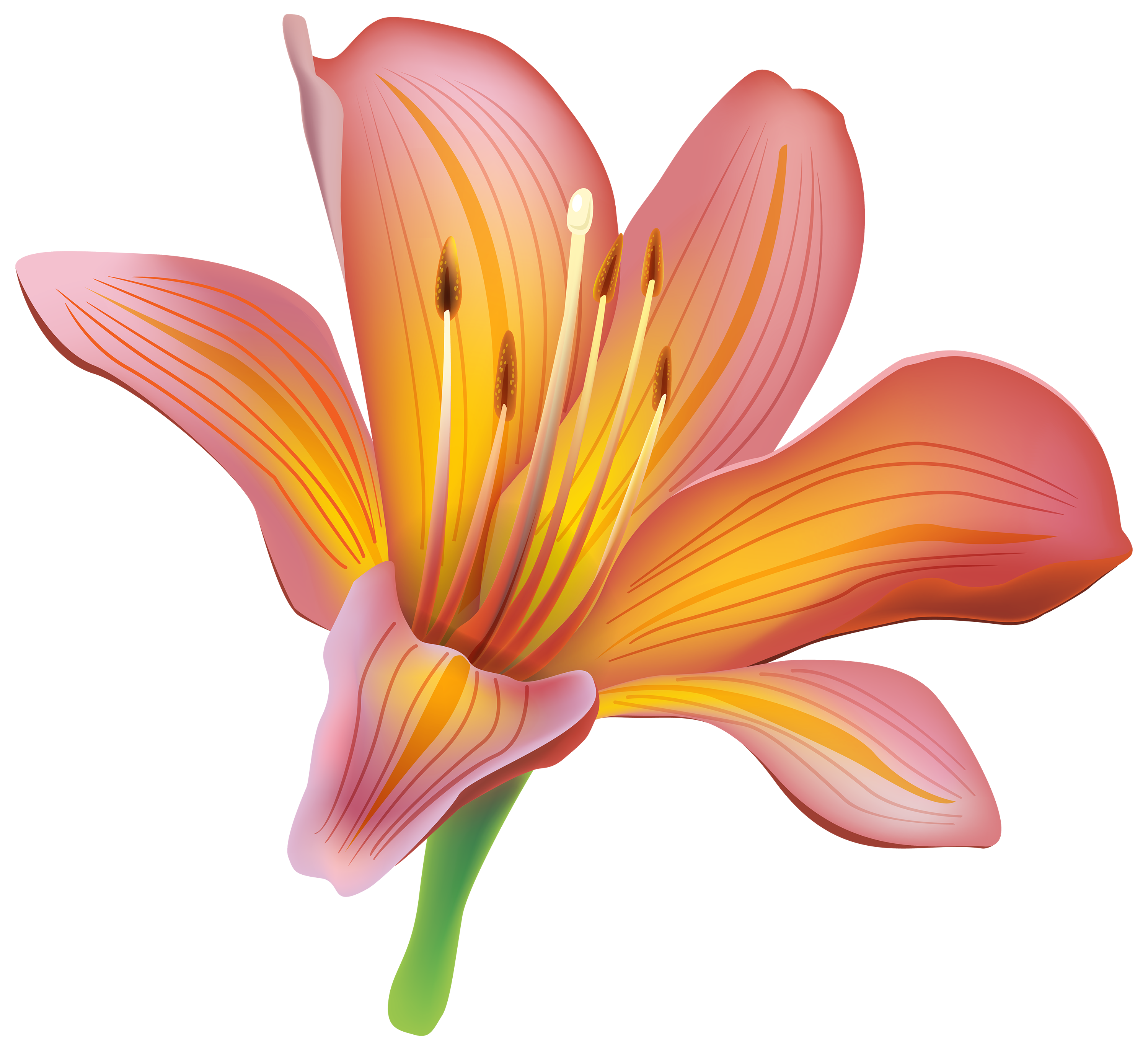 lily flower clipart - photo #8