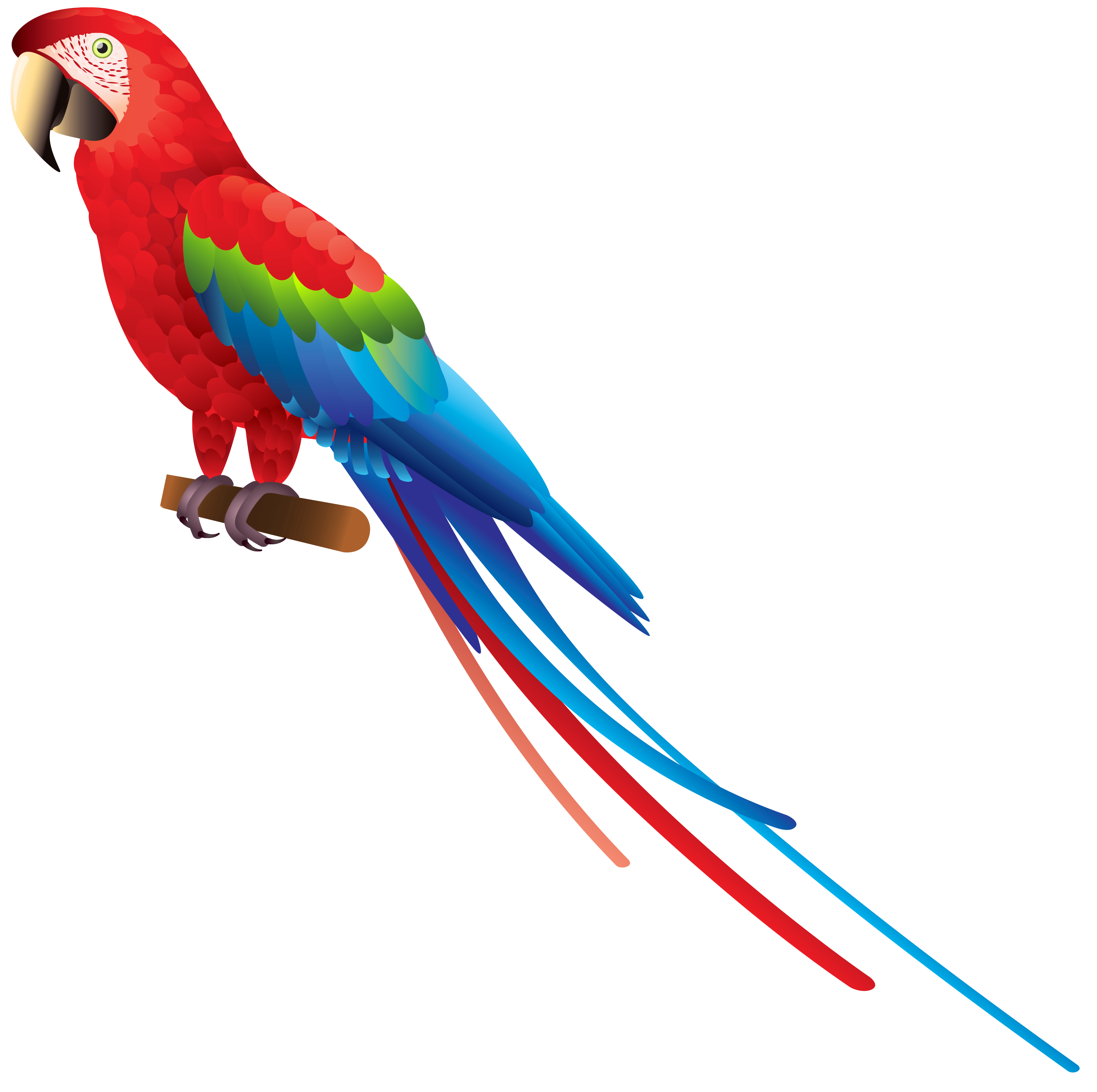 clipart of parrot - photo #30
