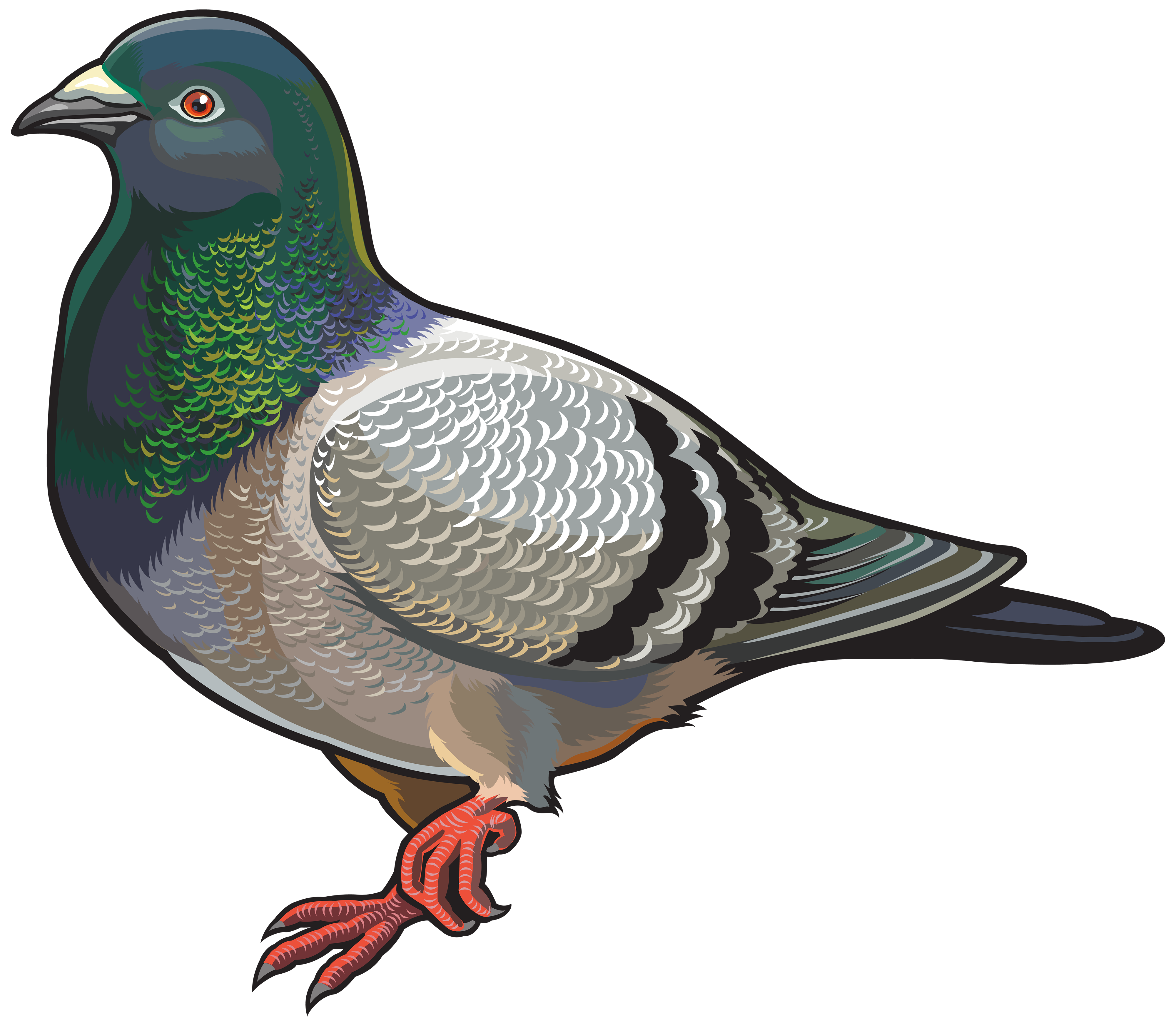 clipart pigeon - photo #43