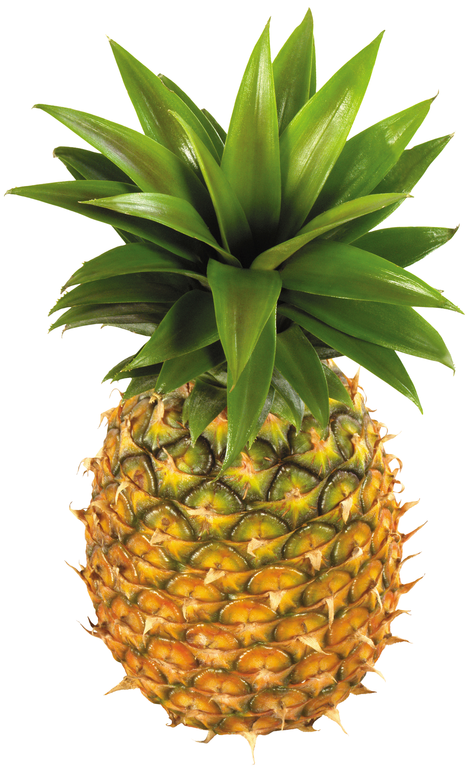 Pineapple_Fruit_PNG_Clipart 247