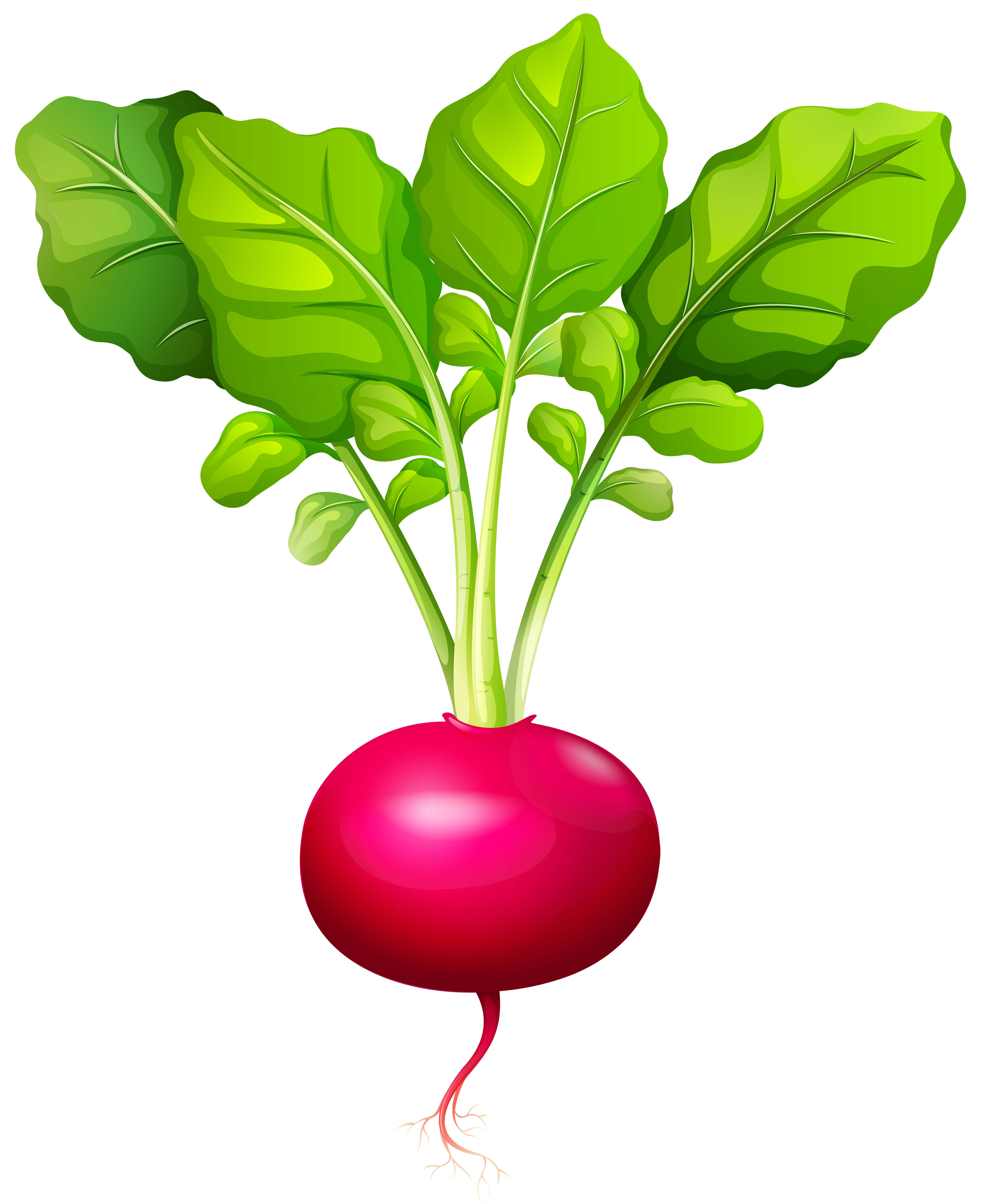 free clipart beets - photo #41