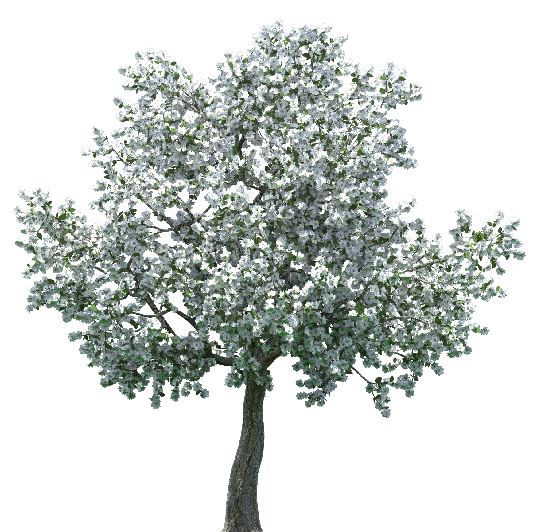 clipart tree png - photo #46