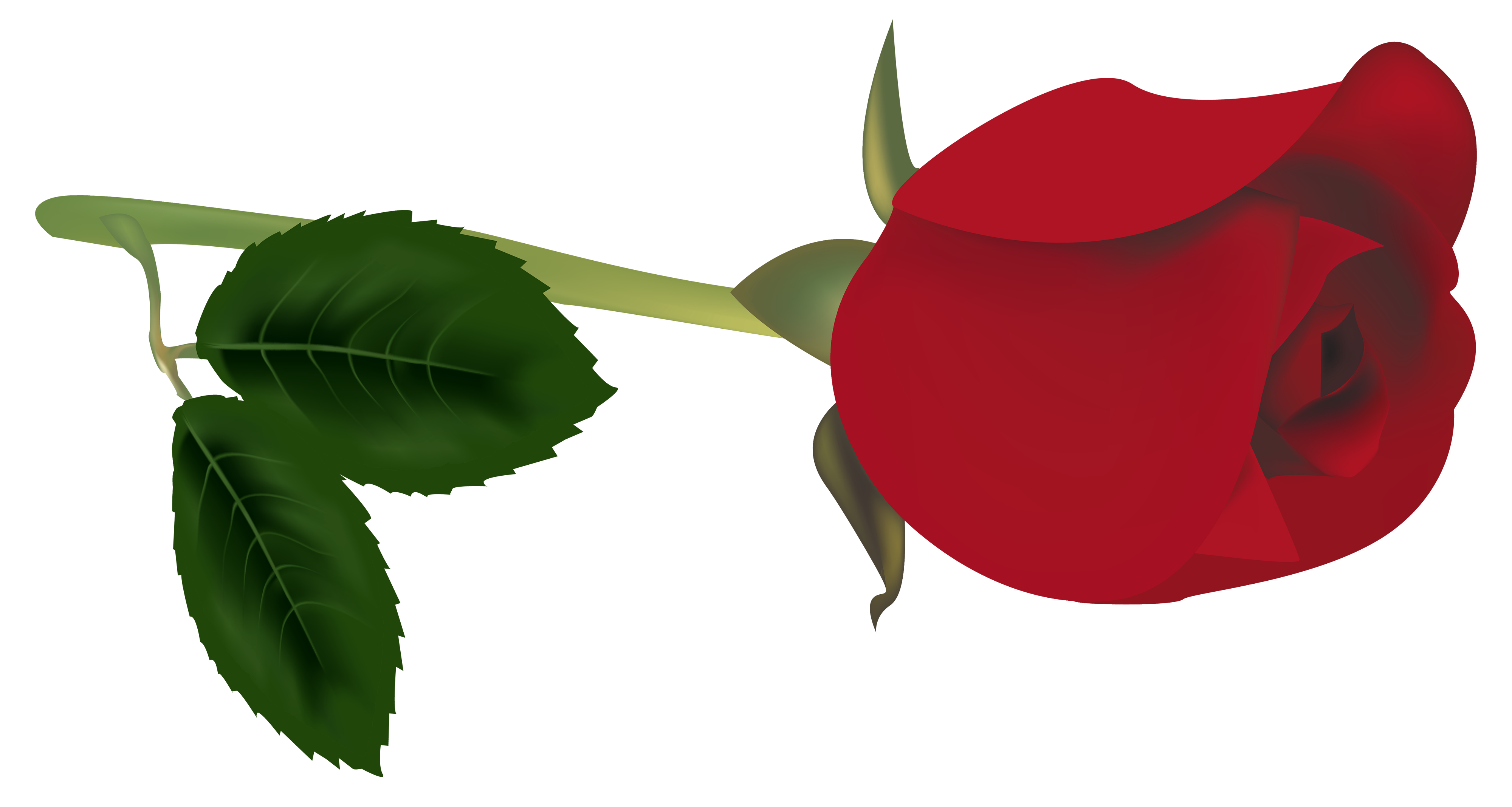 clip art white rose bud - photo #21