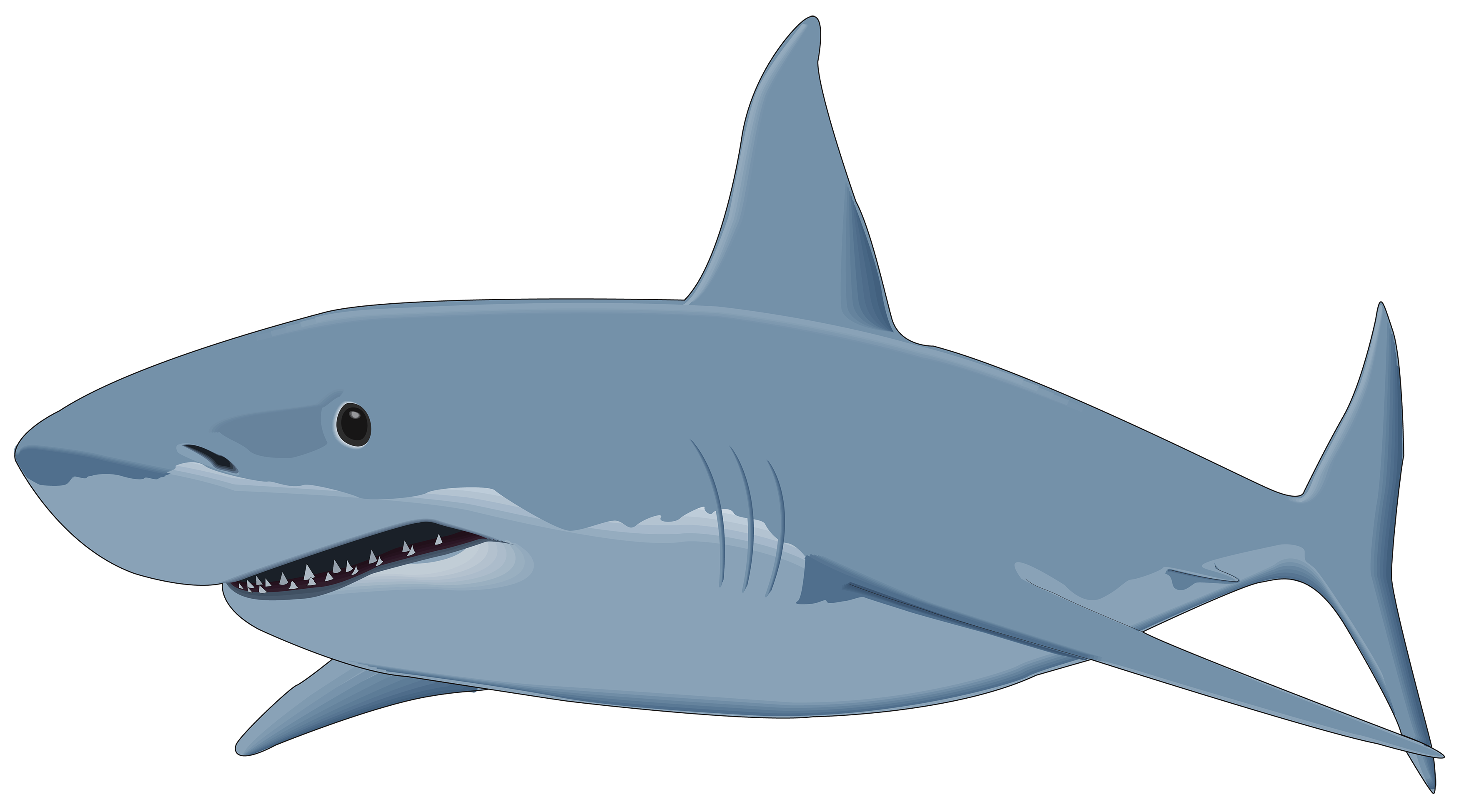 free cartoon shark clipart - photo #25