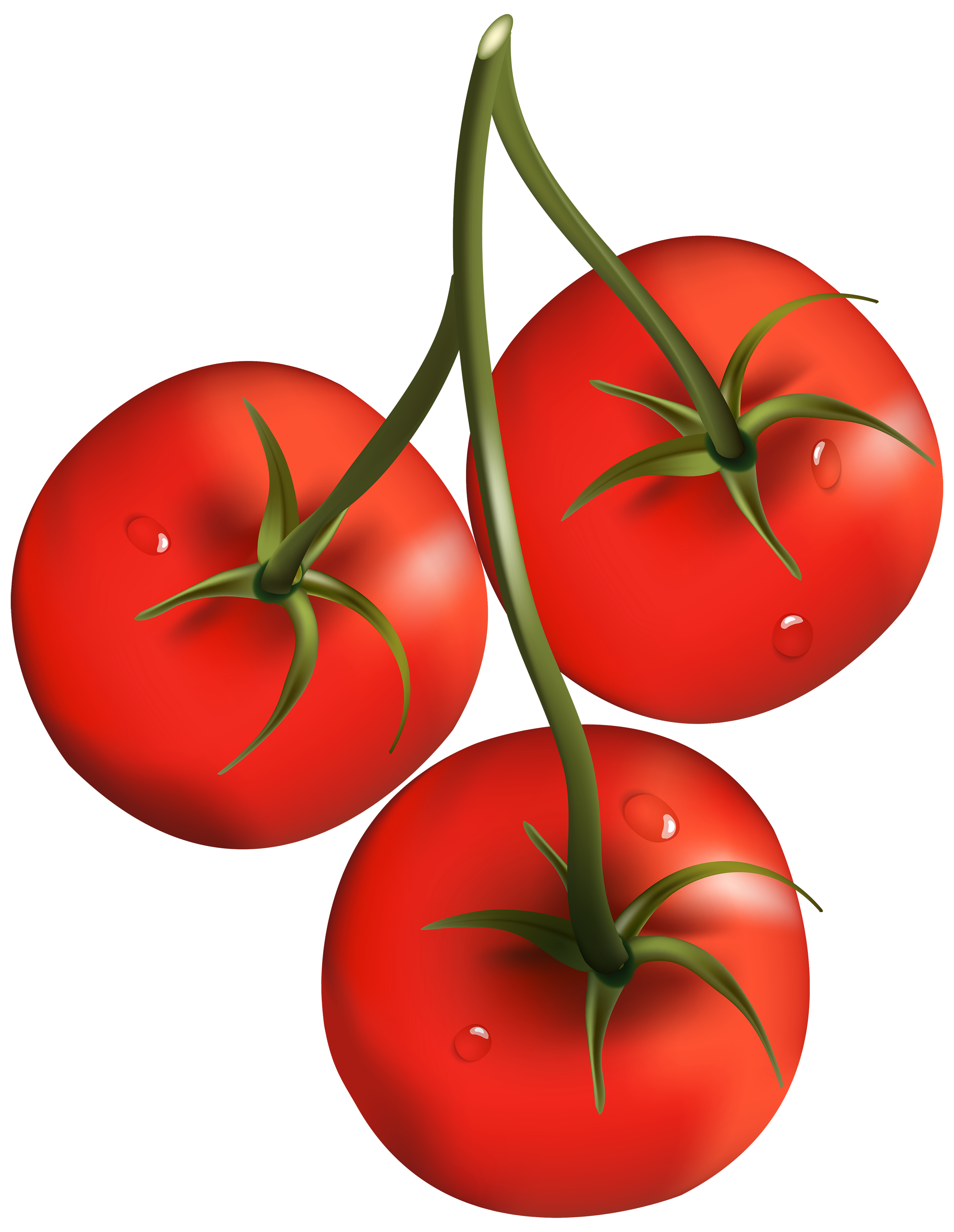 tomato plant clip art - photo #40