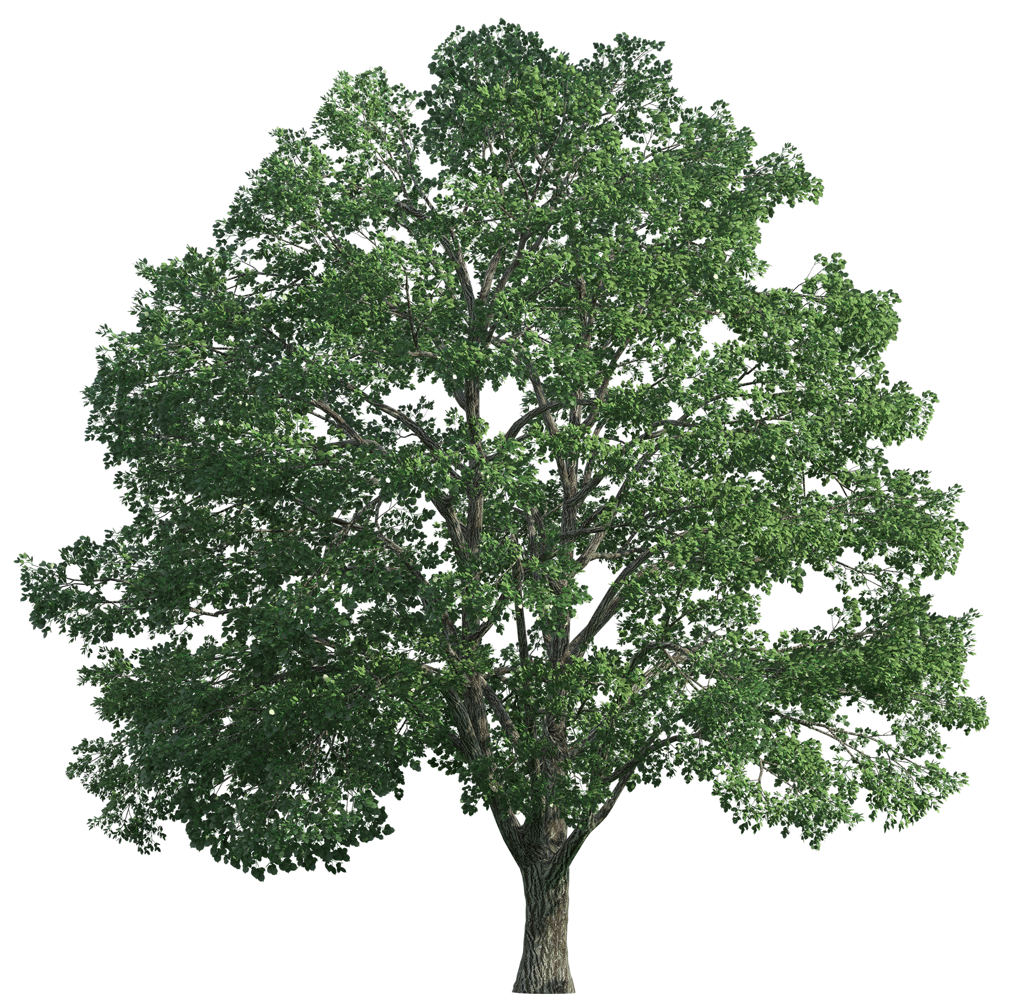 png clipart tree - photo #49