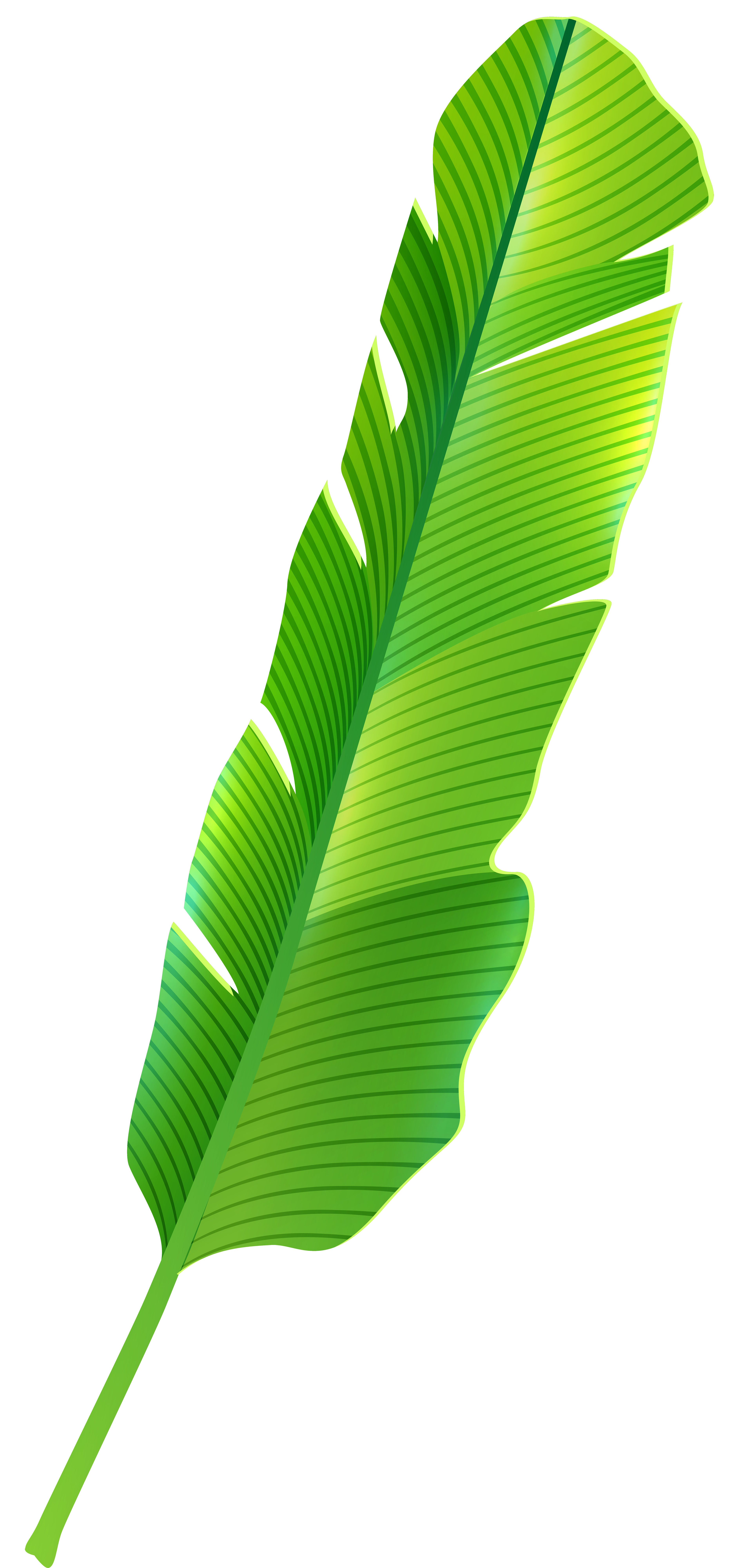 clip art tropical leaves - photo #25