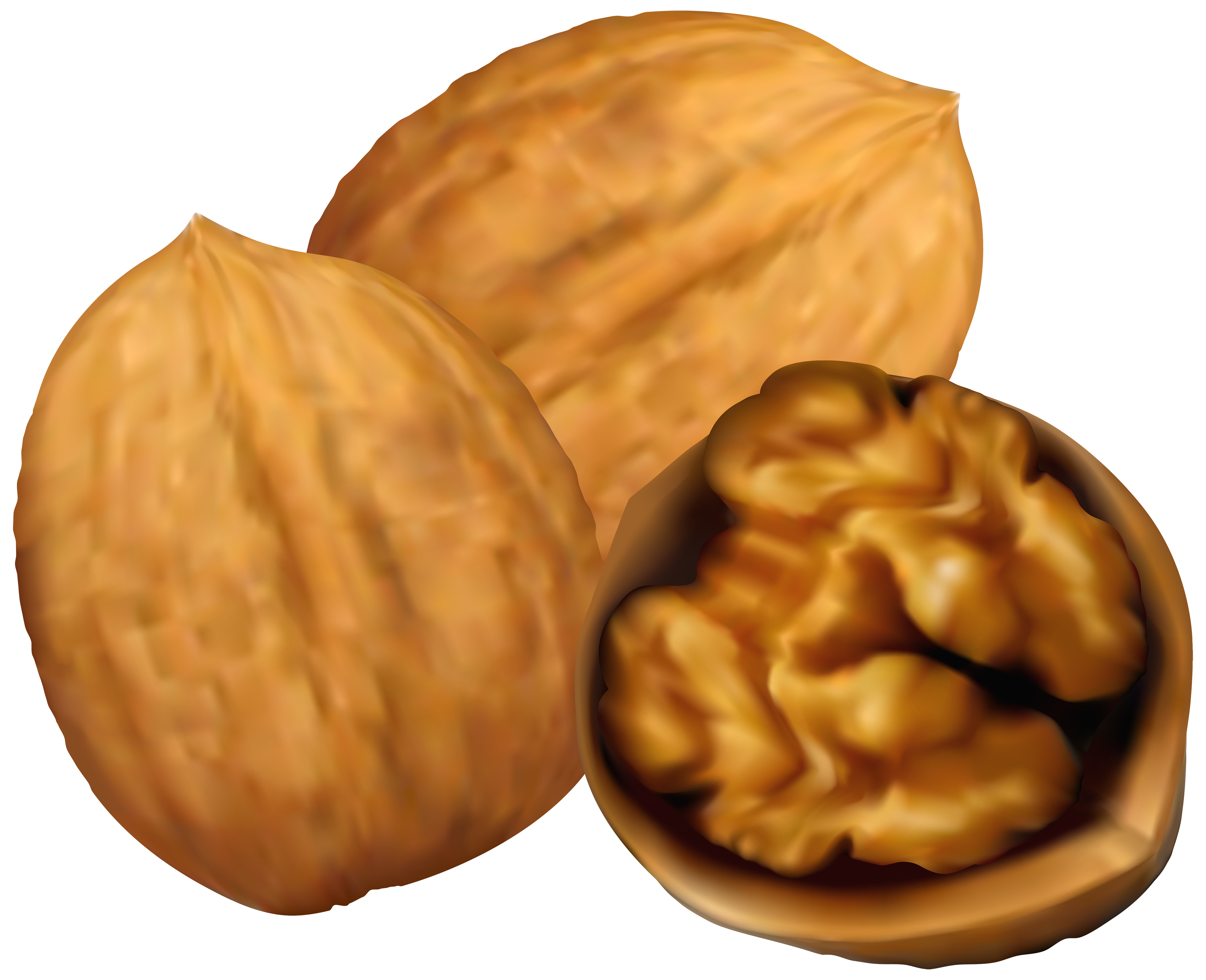 clipart pictures of nuts - photo #45