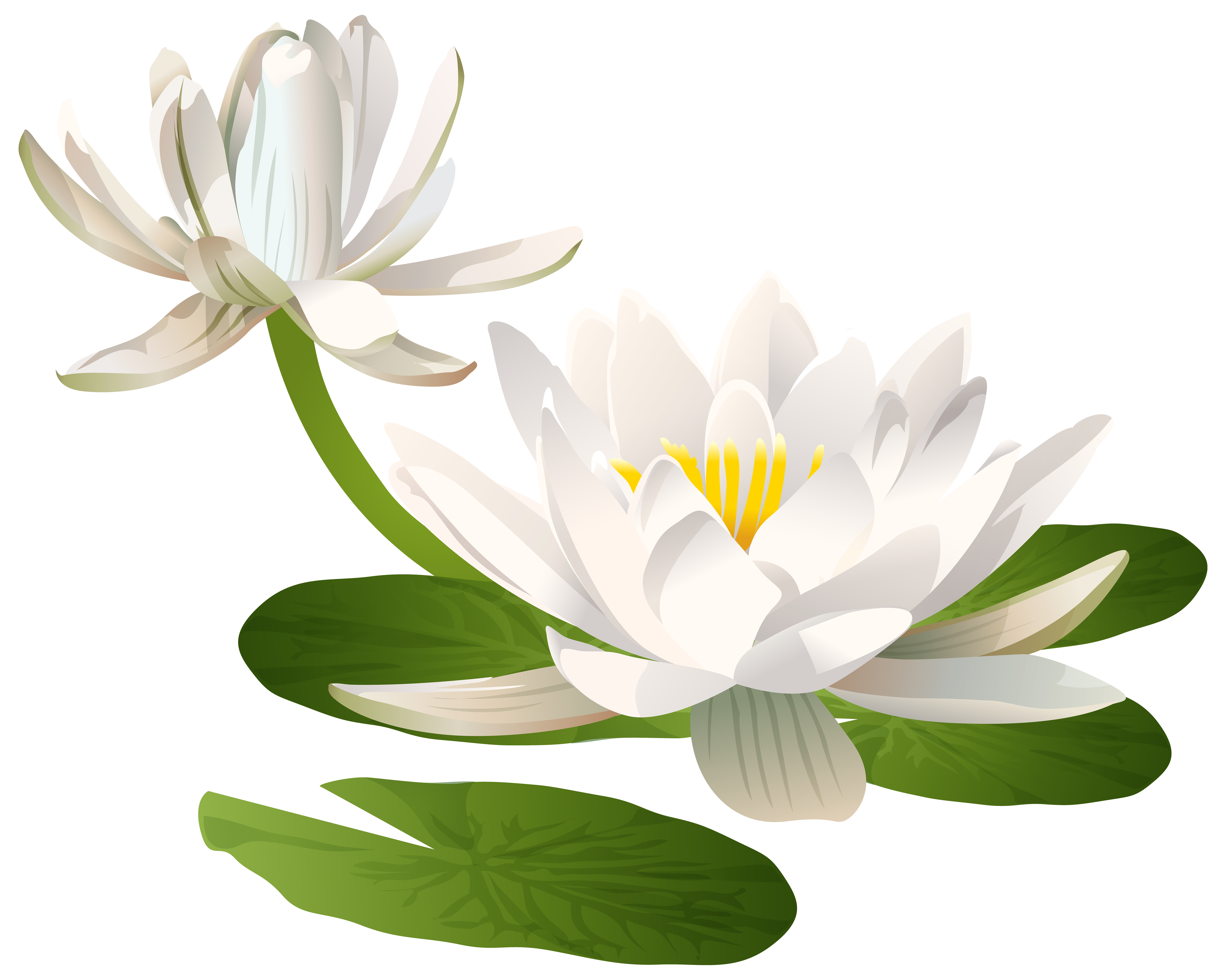 clipart water lily - photo #18