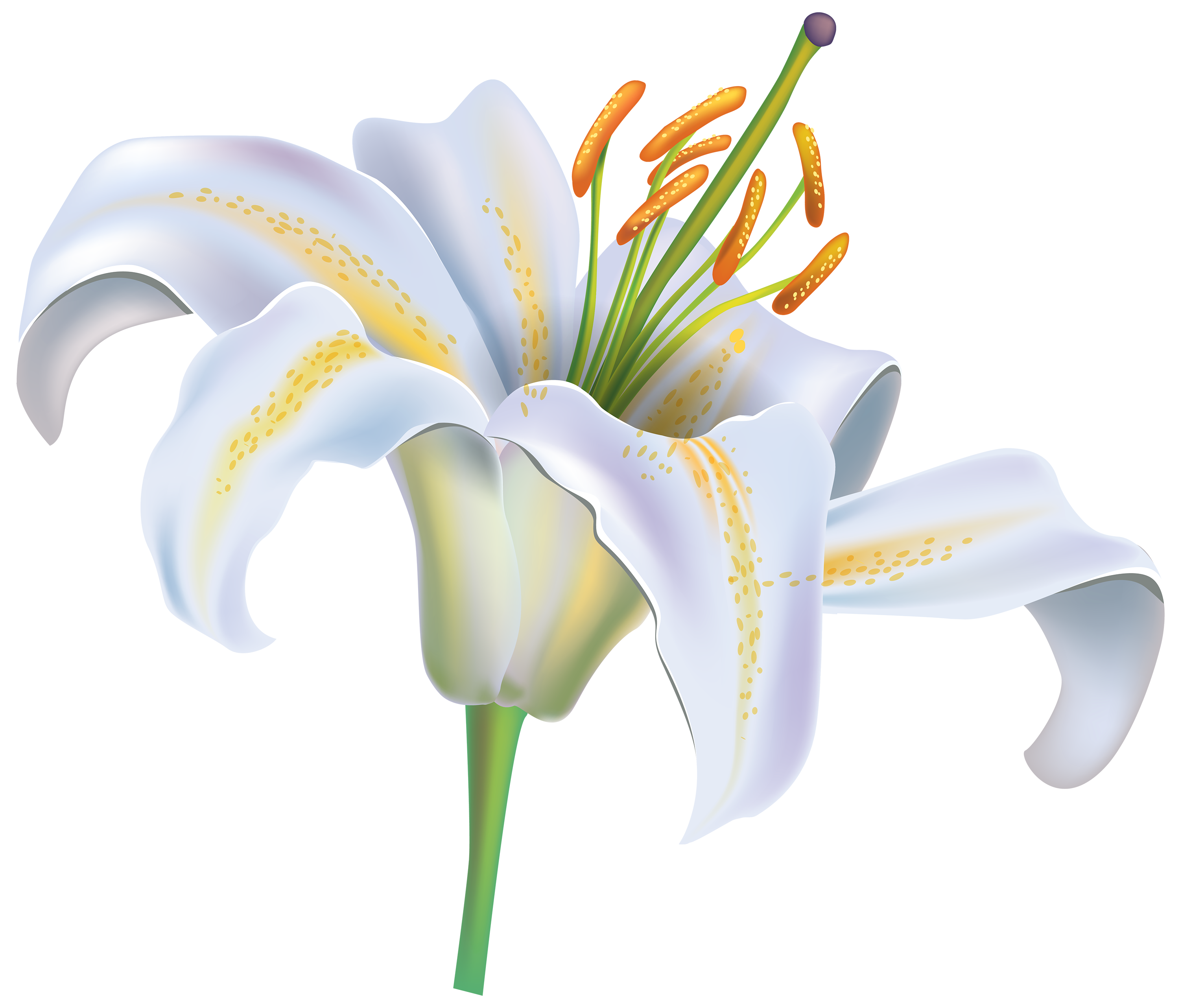 lily flower clipart - photo #13