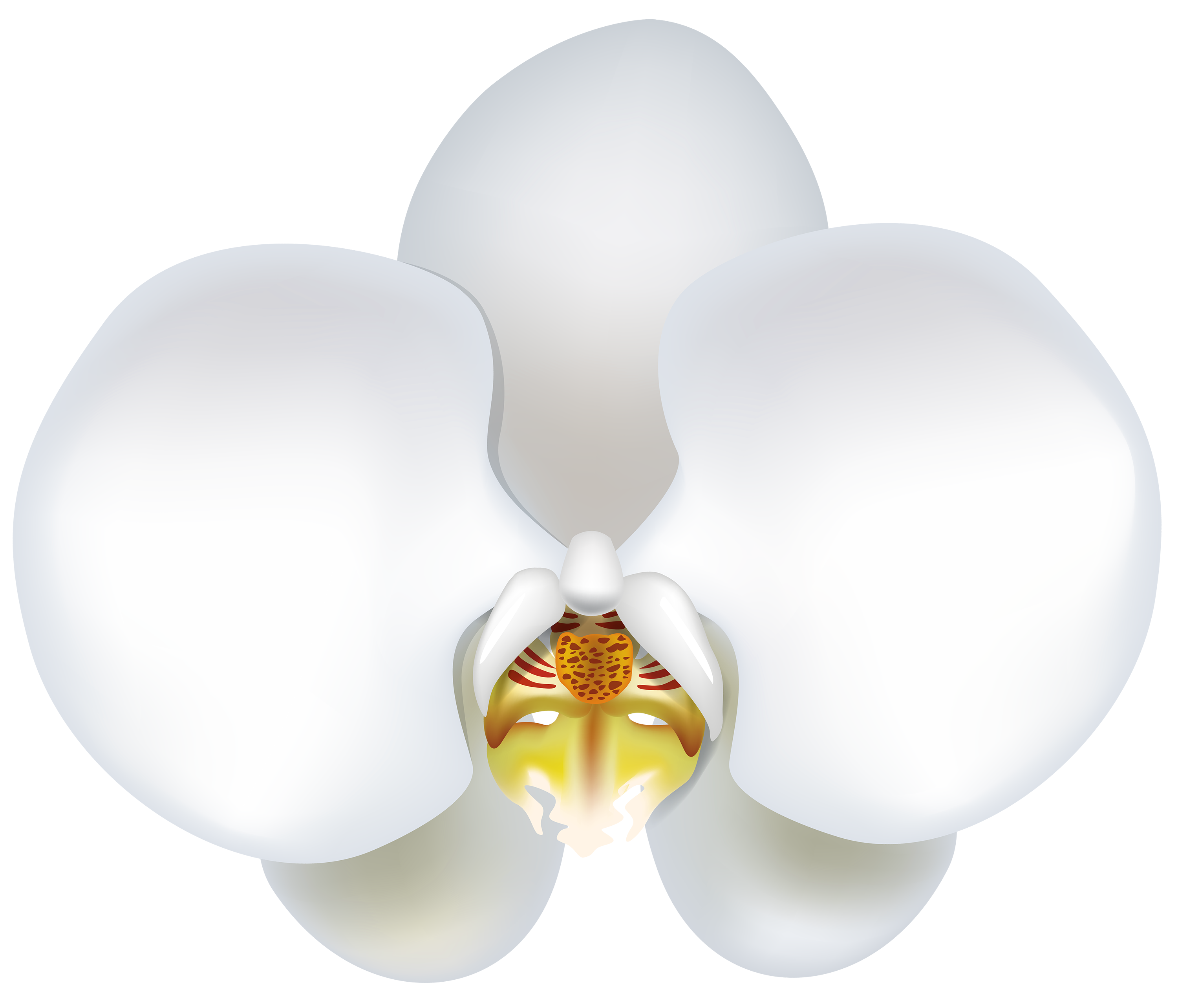 White Orchid Clipart