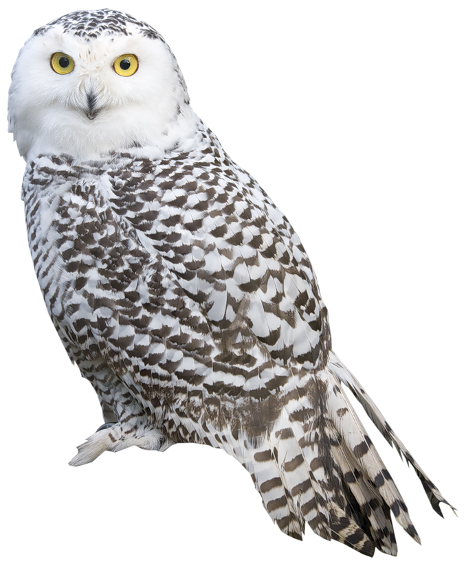 White Owl PNG Clipart - Best WEB Clipart