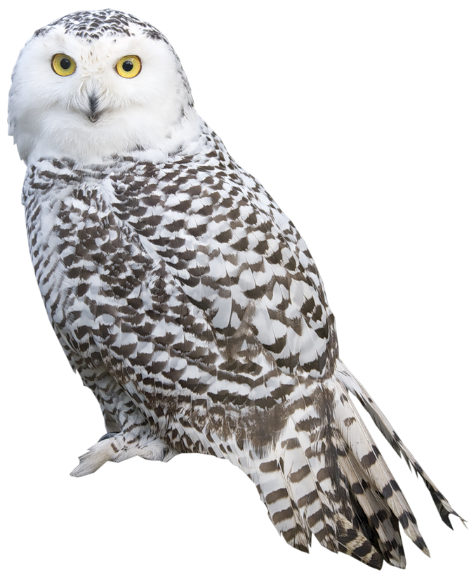 white clip art owl - photo #46