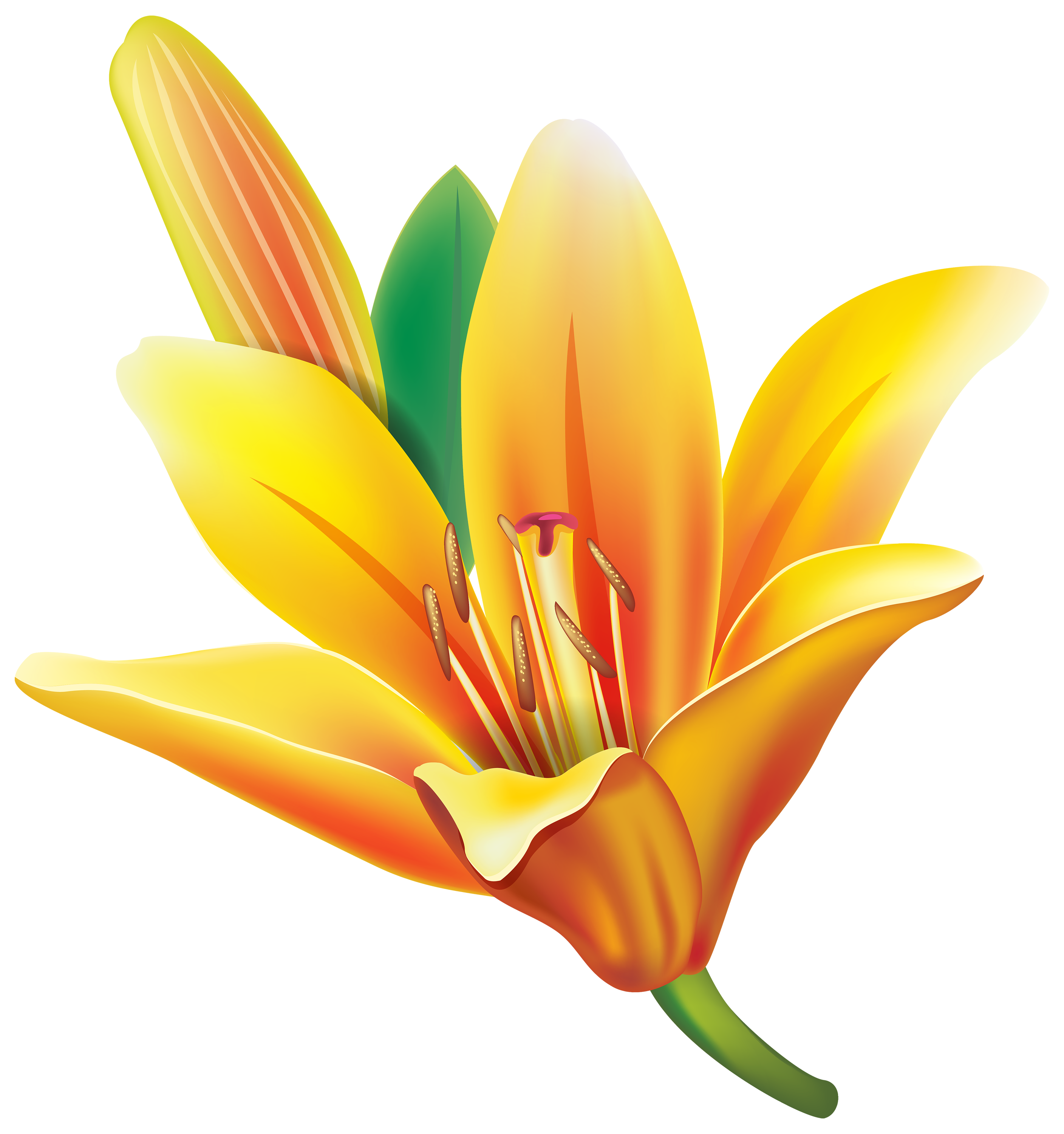 lily flower clipart - photo #7