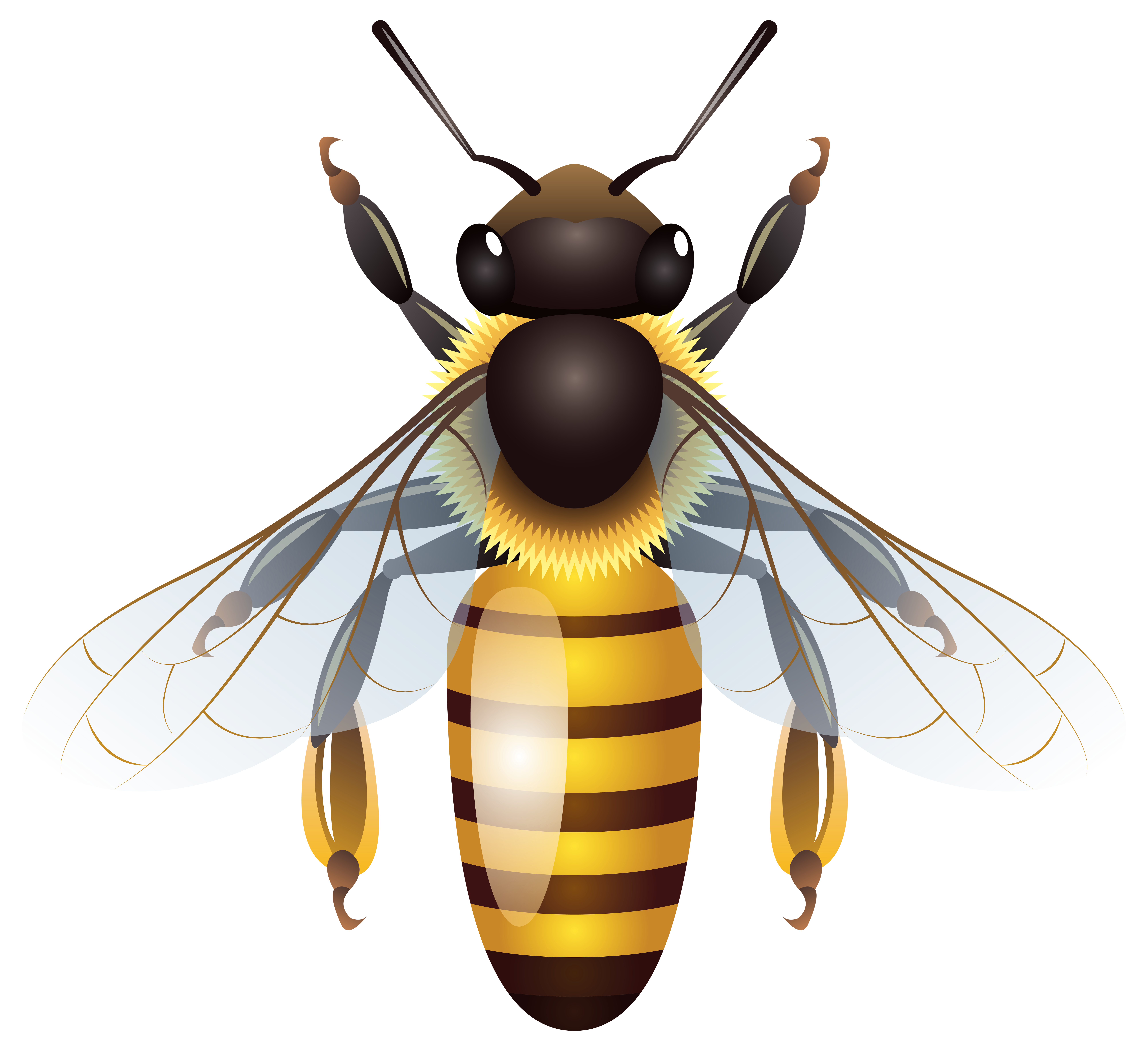 bee clipart png - photo #37