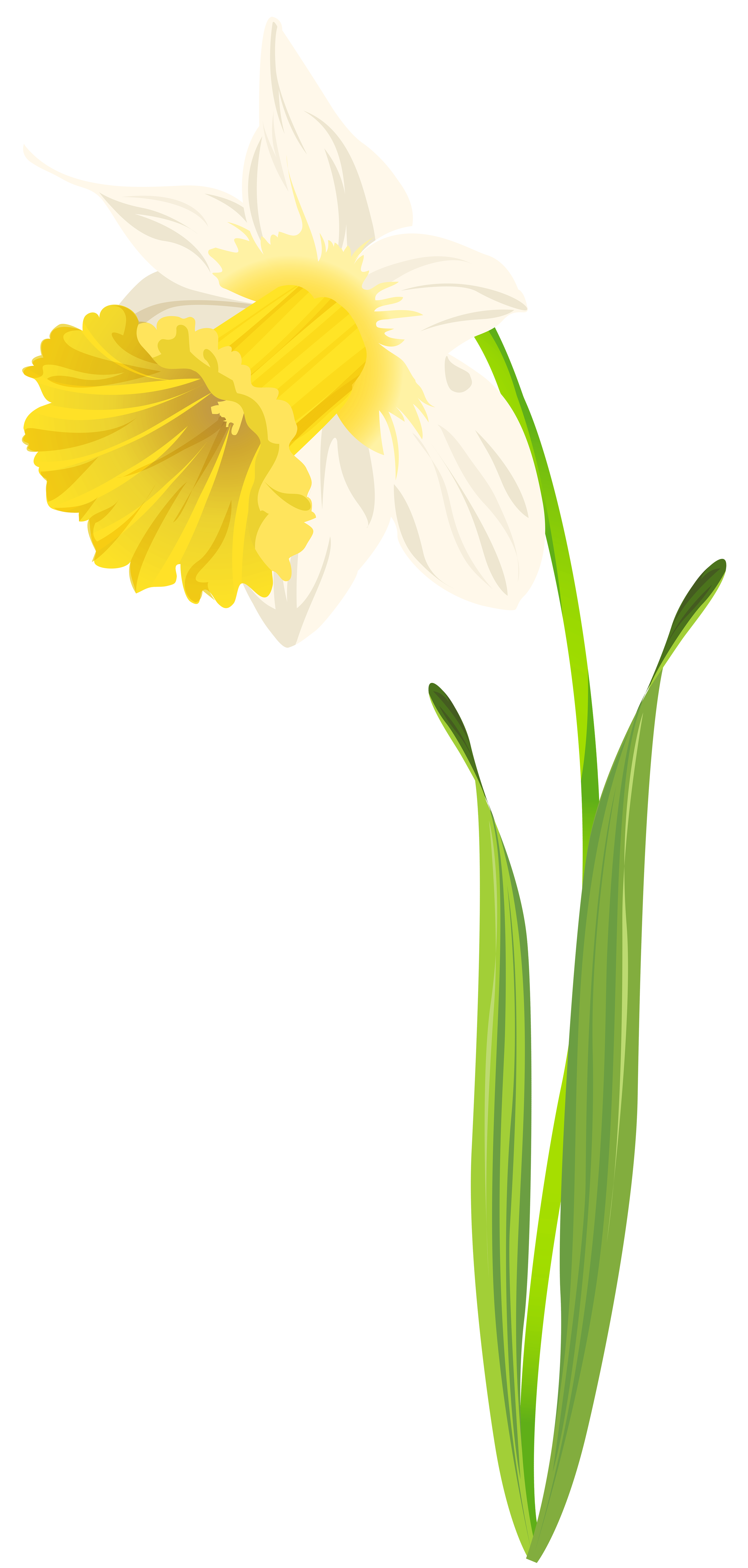 clipart flowers daffodils - photo #34