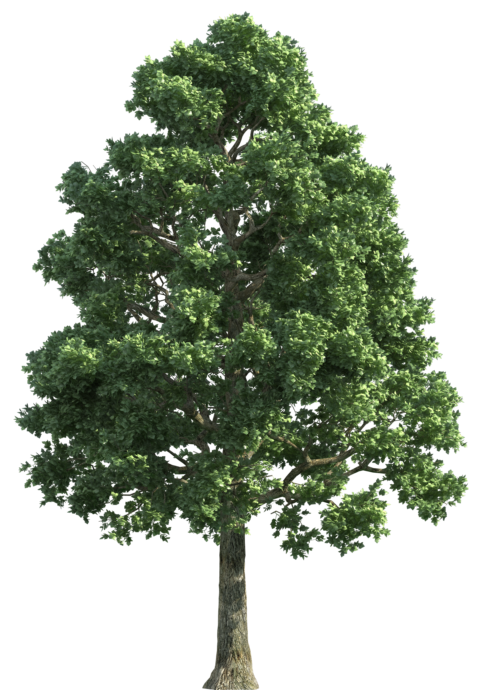 png clipart tree - photo #24