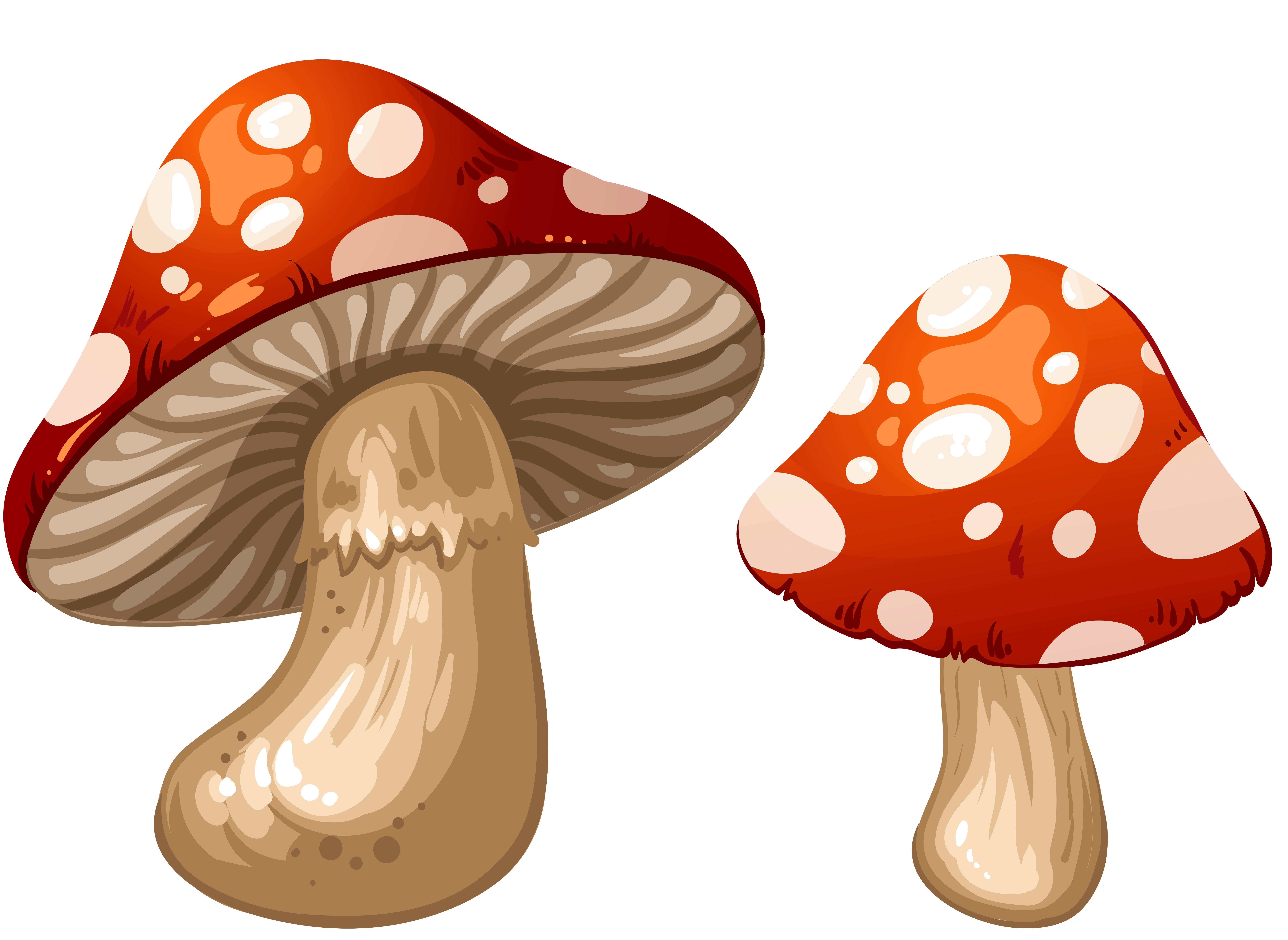 Mushrooms PNG Clip Art - Best WEB Clipart