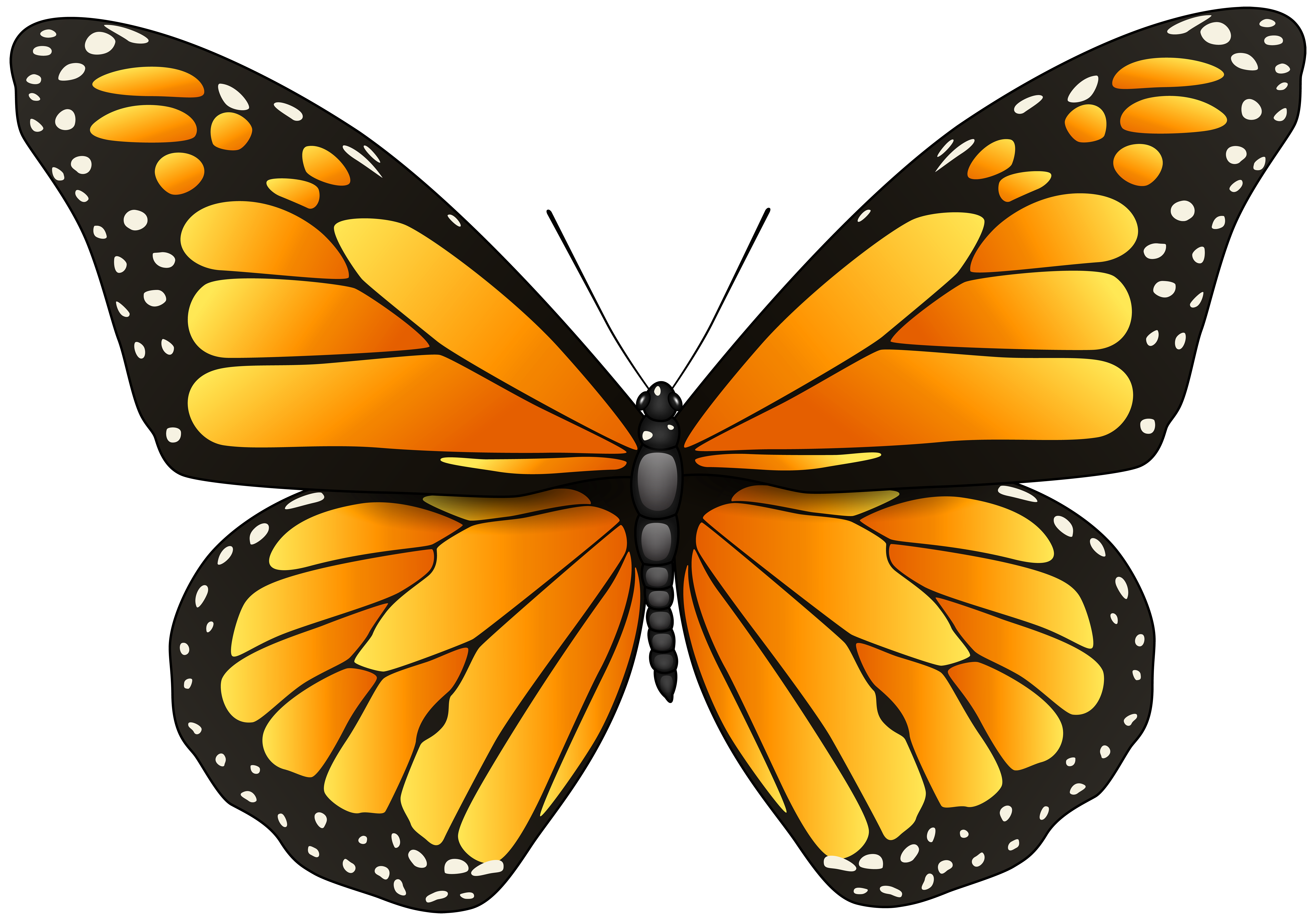 butterfly clipart png - photo #37