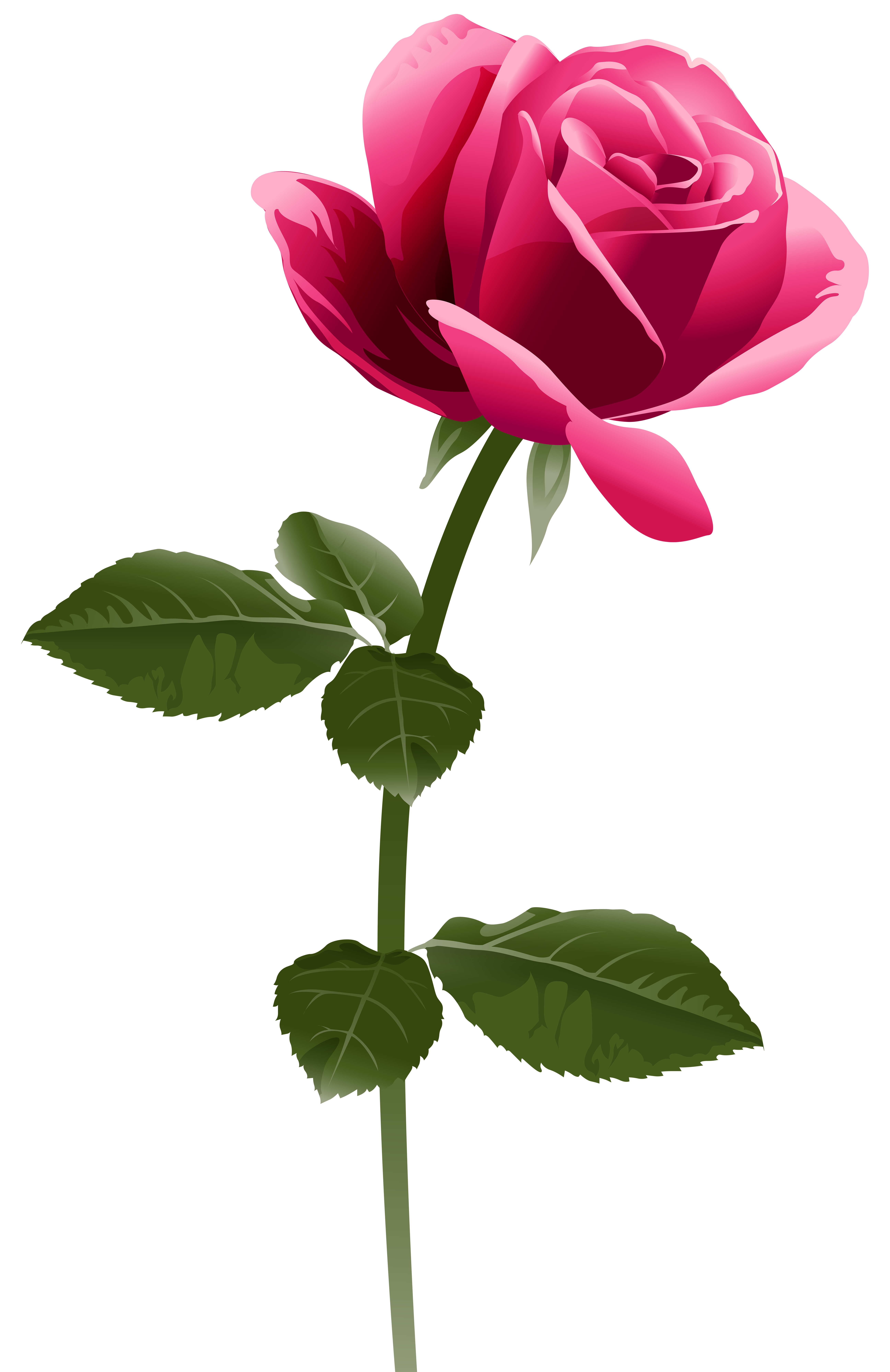 clipart pink rose flower - photo #50