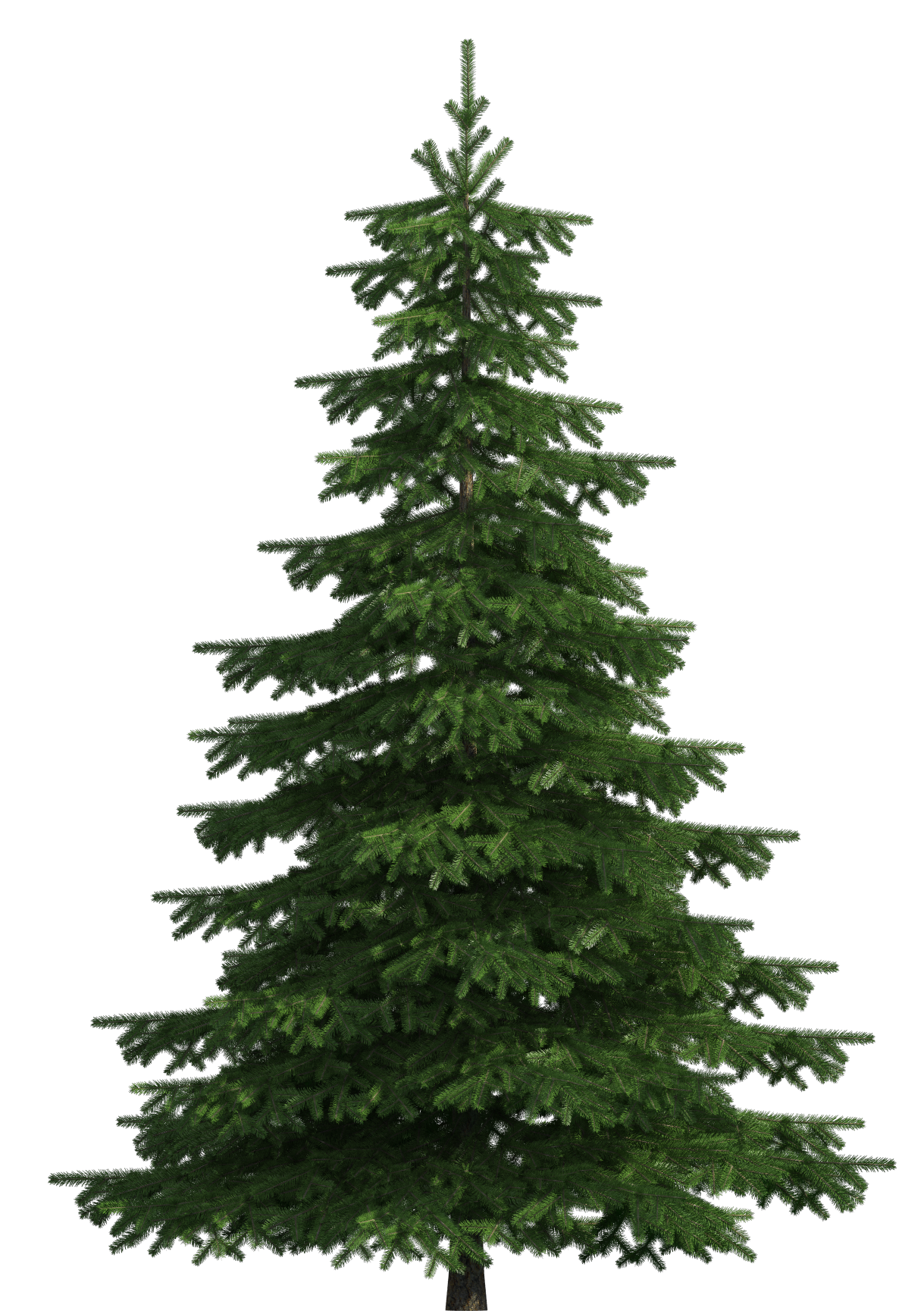 clip art pine tree - photo #8