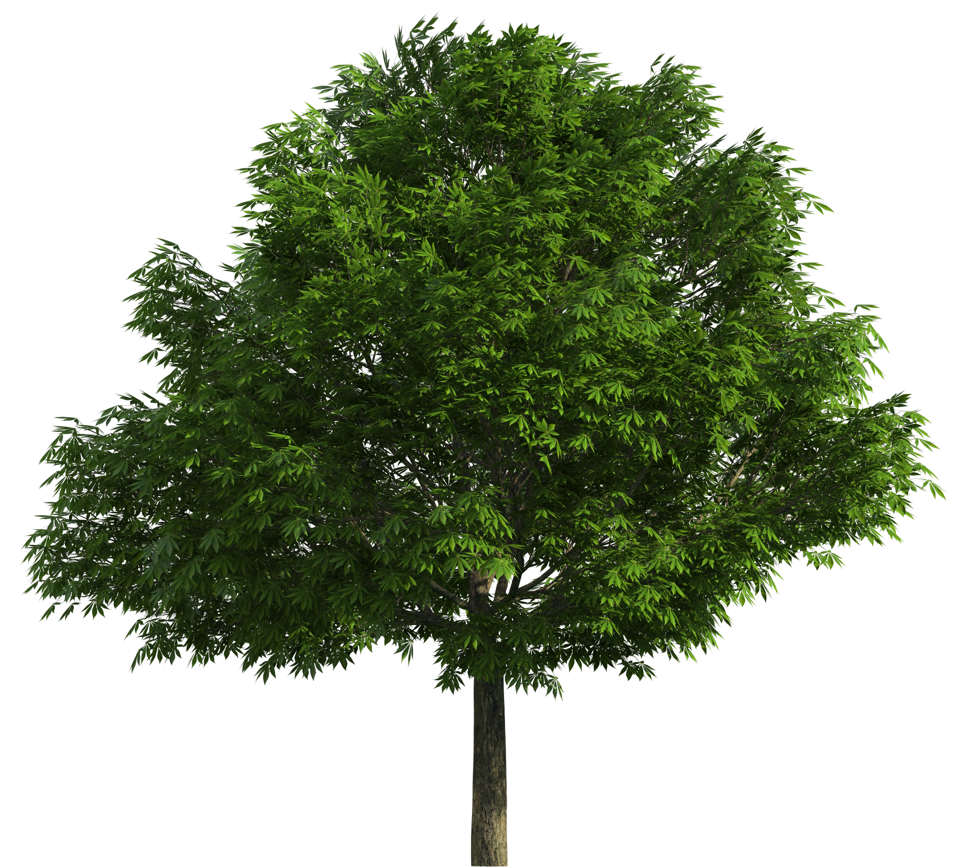 clipart tree png - photo #31