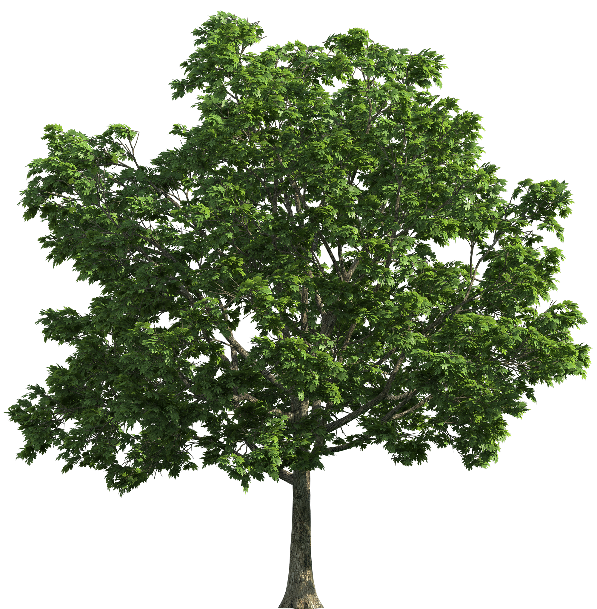 clipart tree png - photo #35