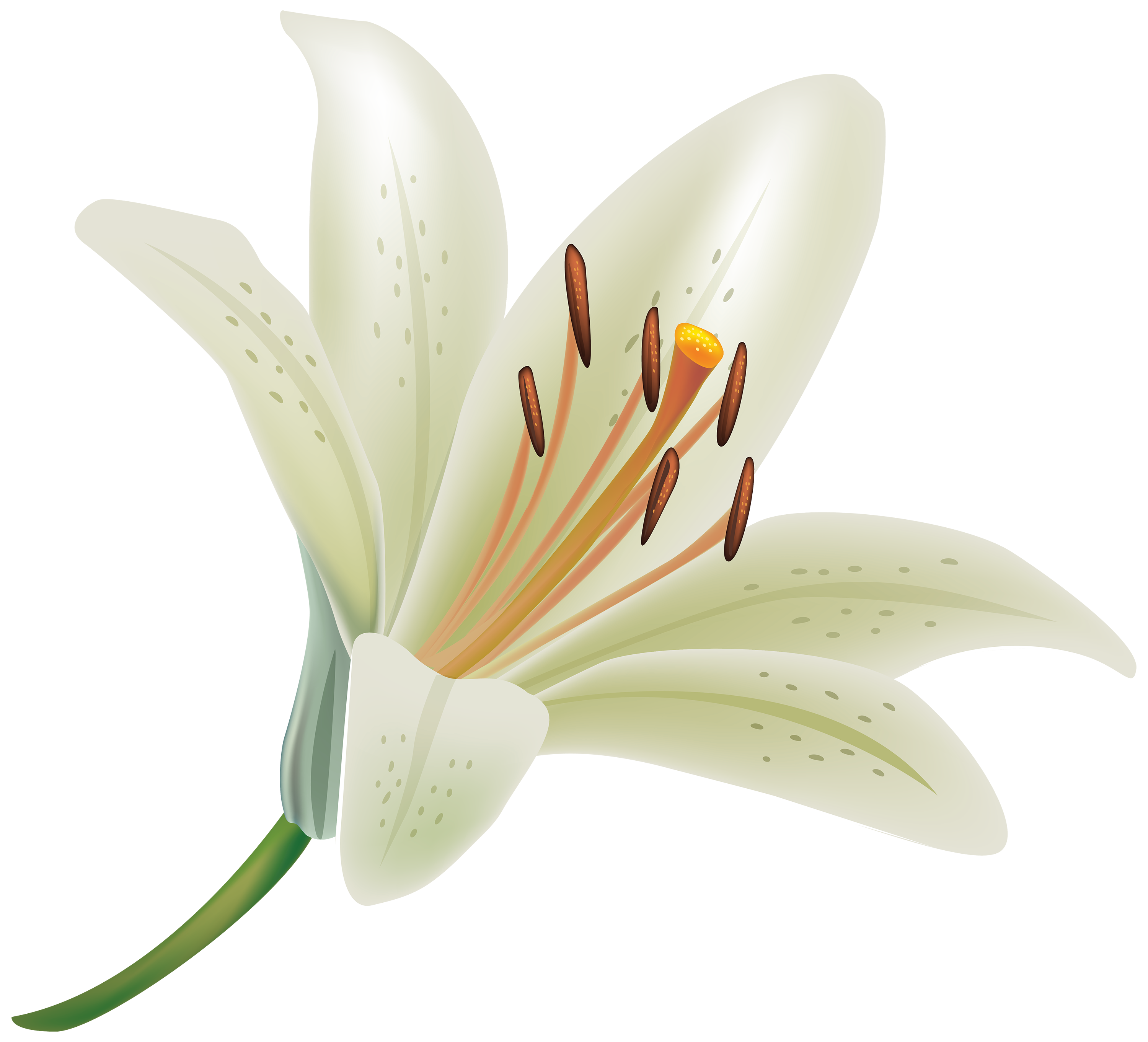 lily flower clip art free - photo #33
