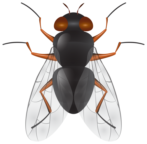 fly insect clipart - photo #16