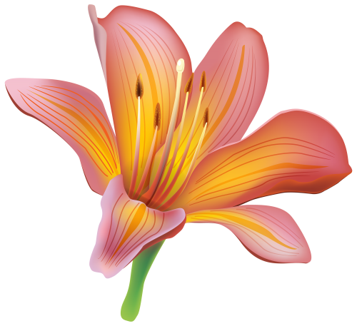 Lily_Flower_PNG_Clip