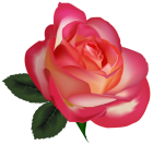 Beautiful Rose PNG Clipart Image