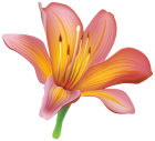 Lily Flower PNG Clipart