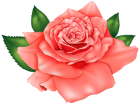 Orange Rose PNG Clipart Image