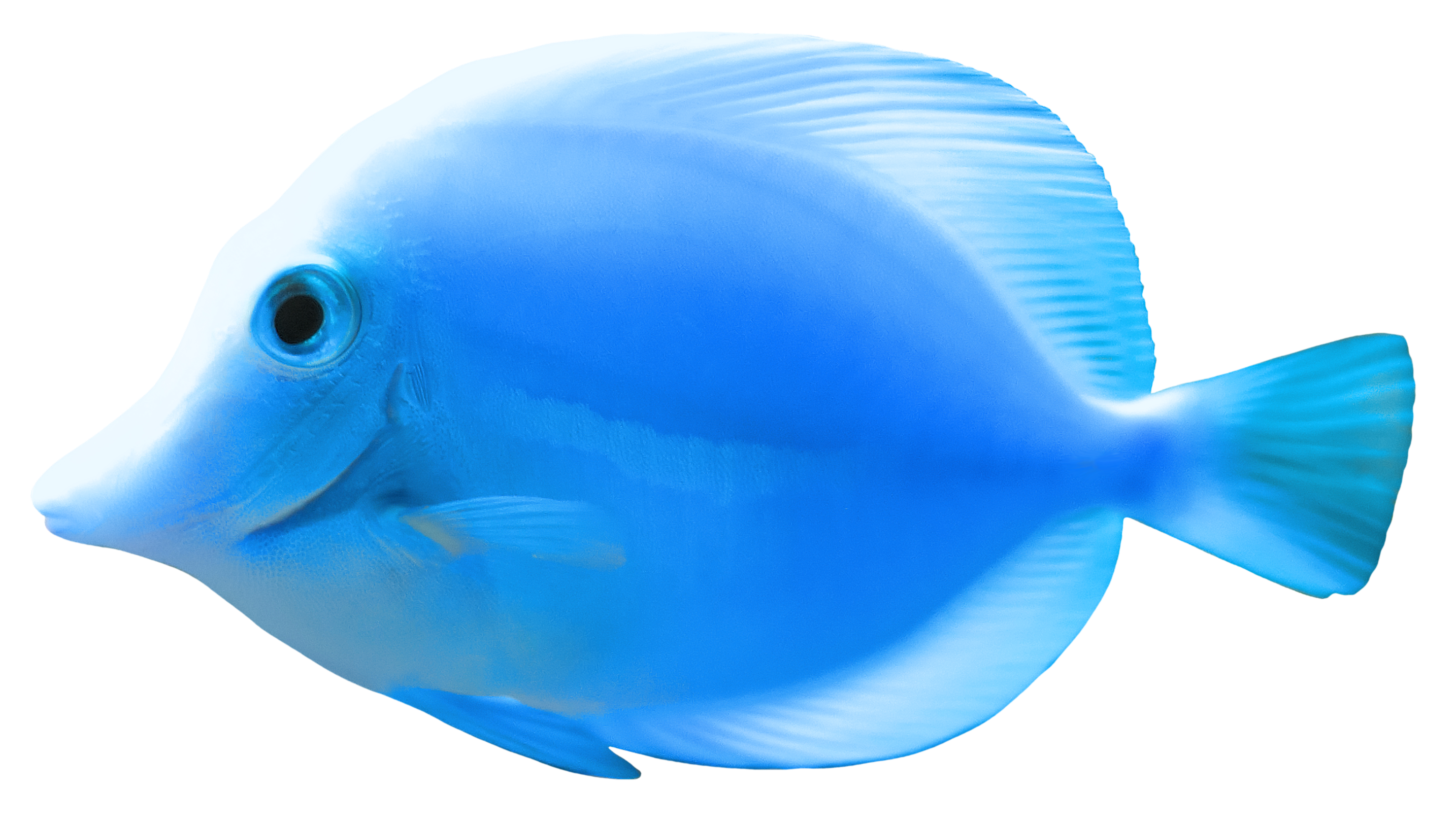 transparent fish png