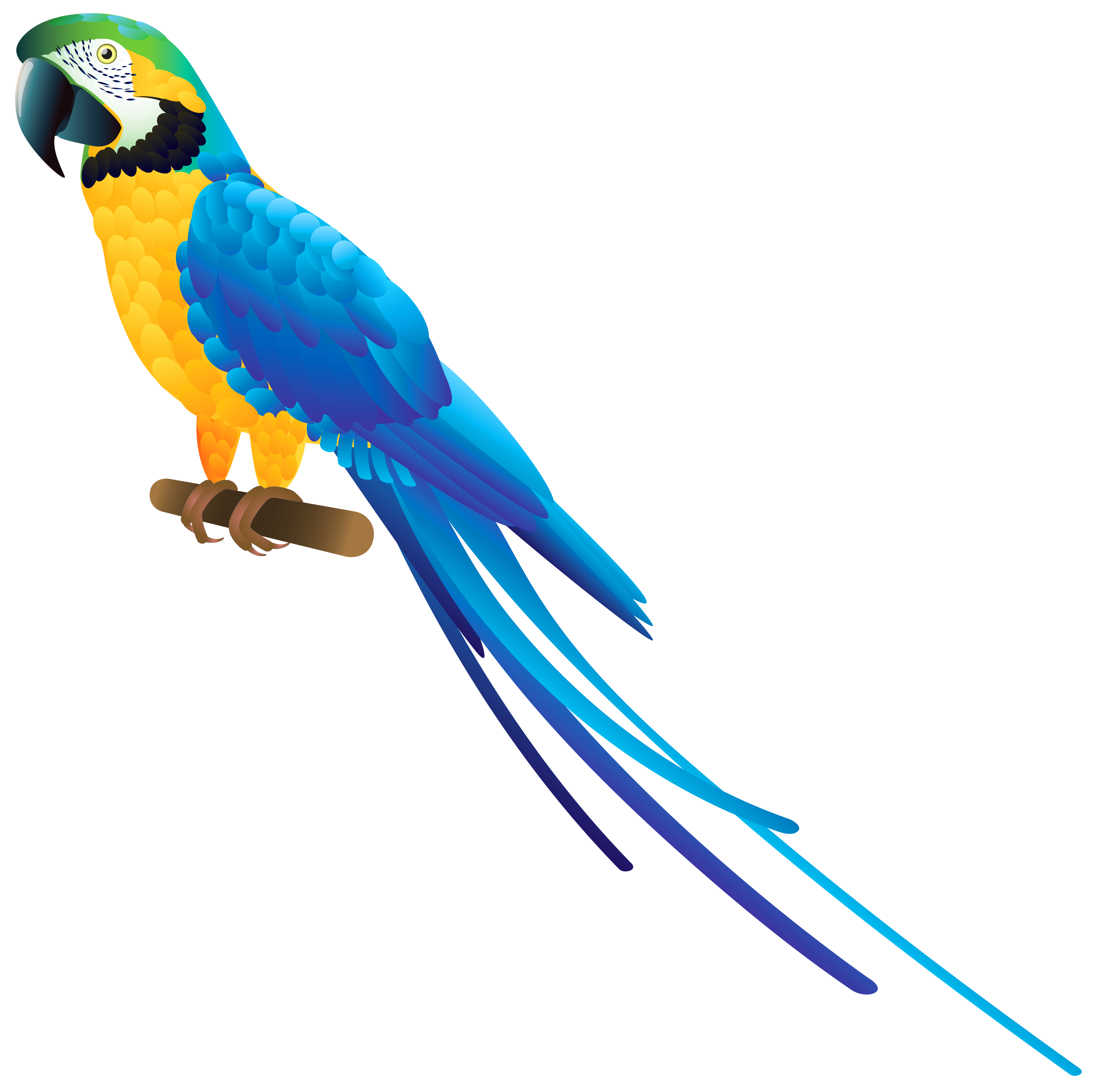 parrot clipart png