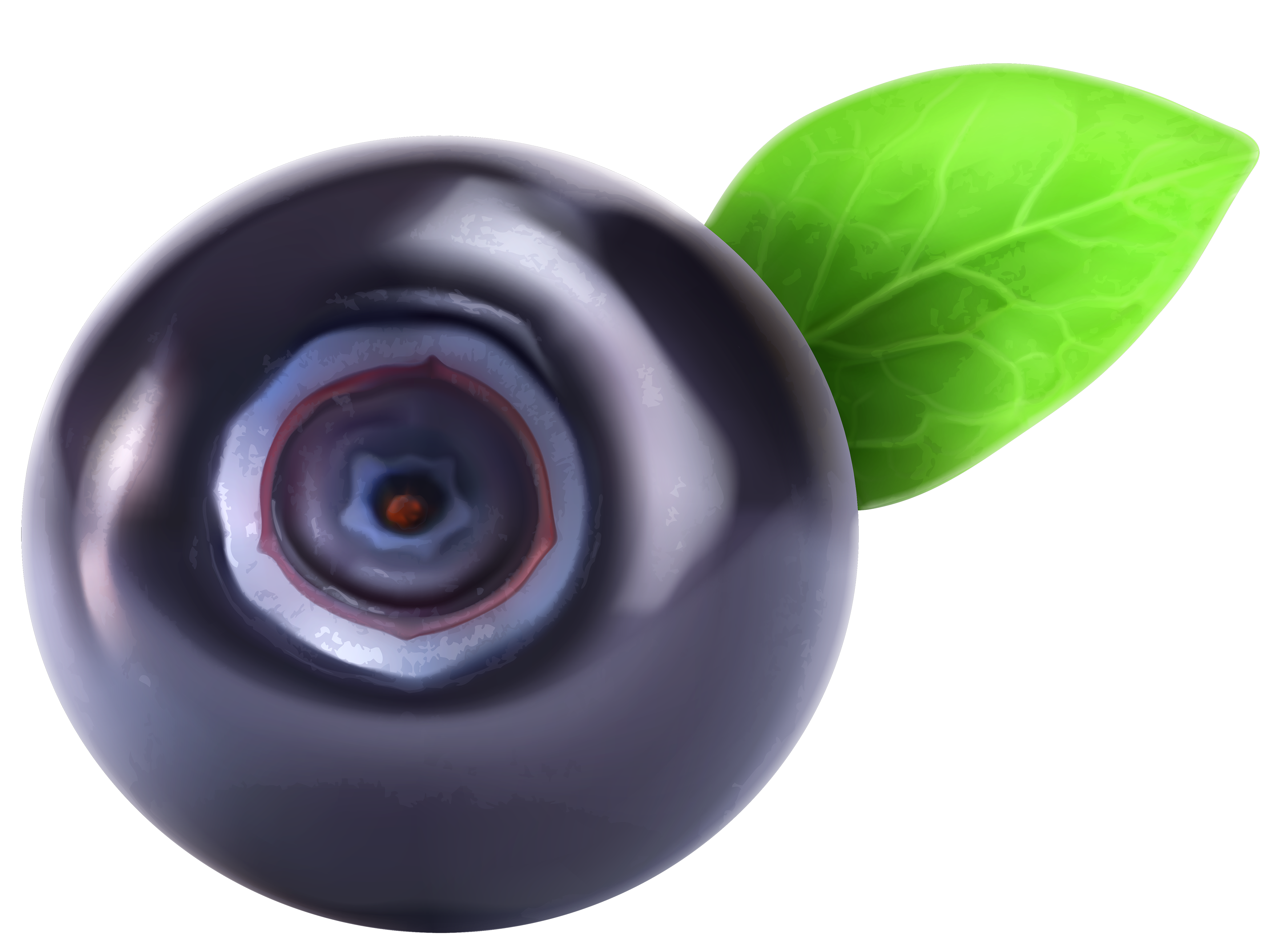 blueberries clipart