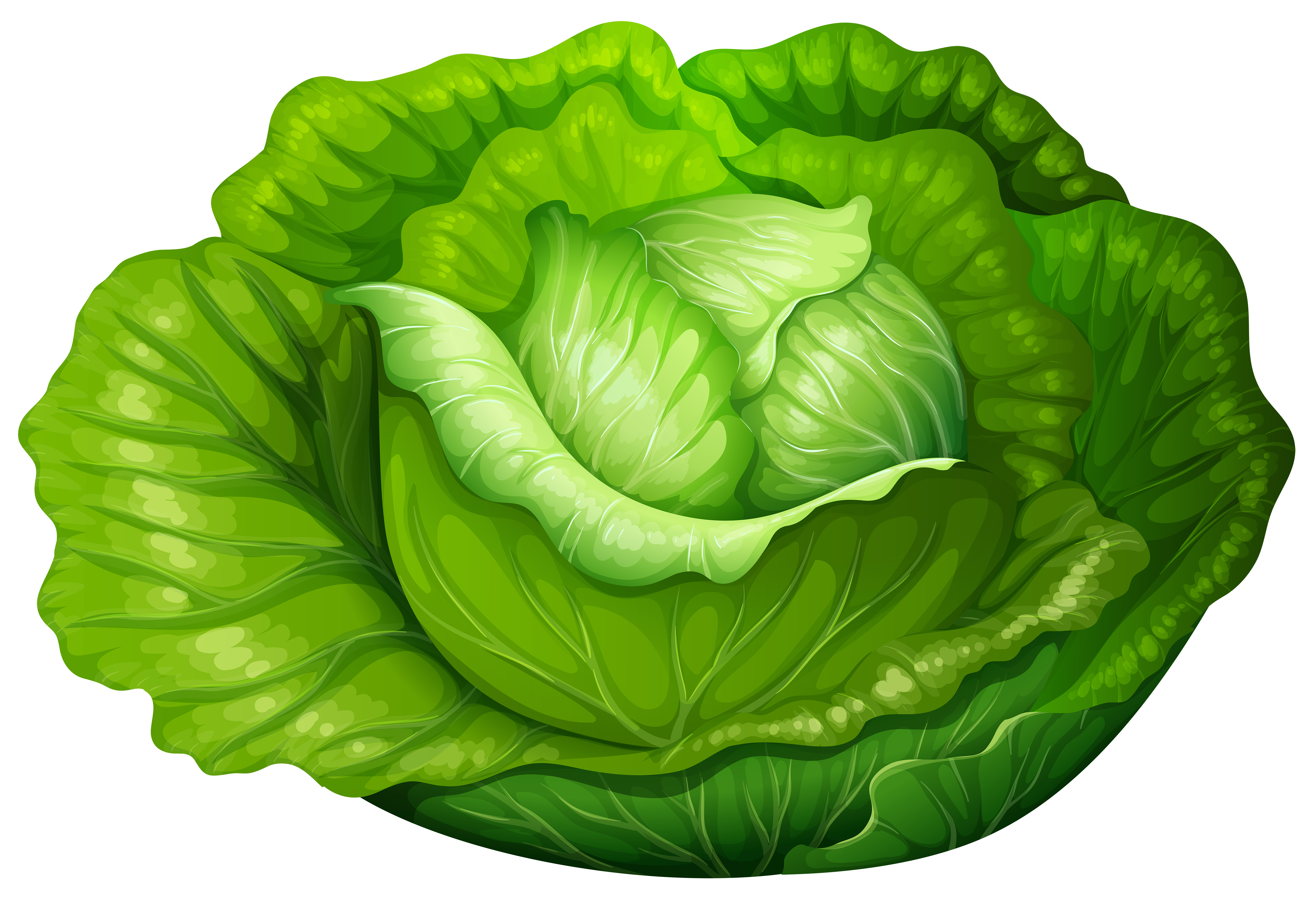 cabbage png