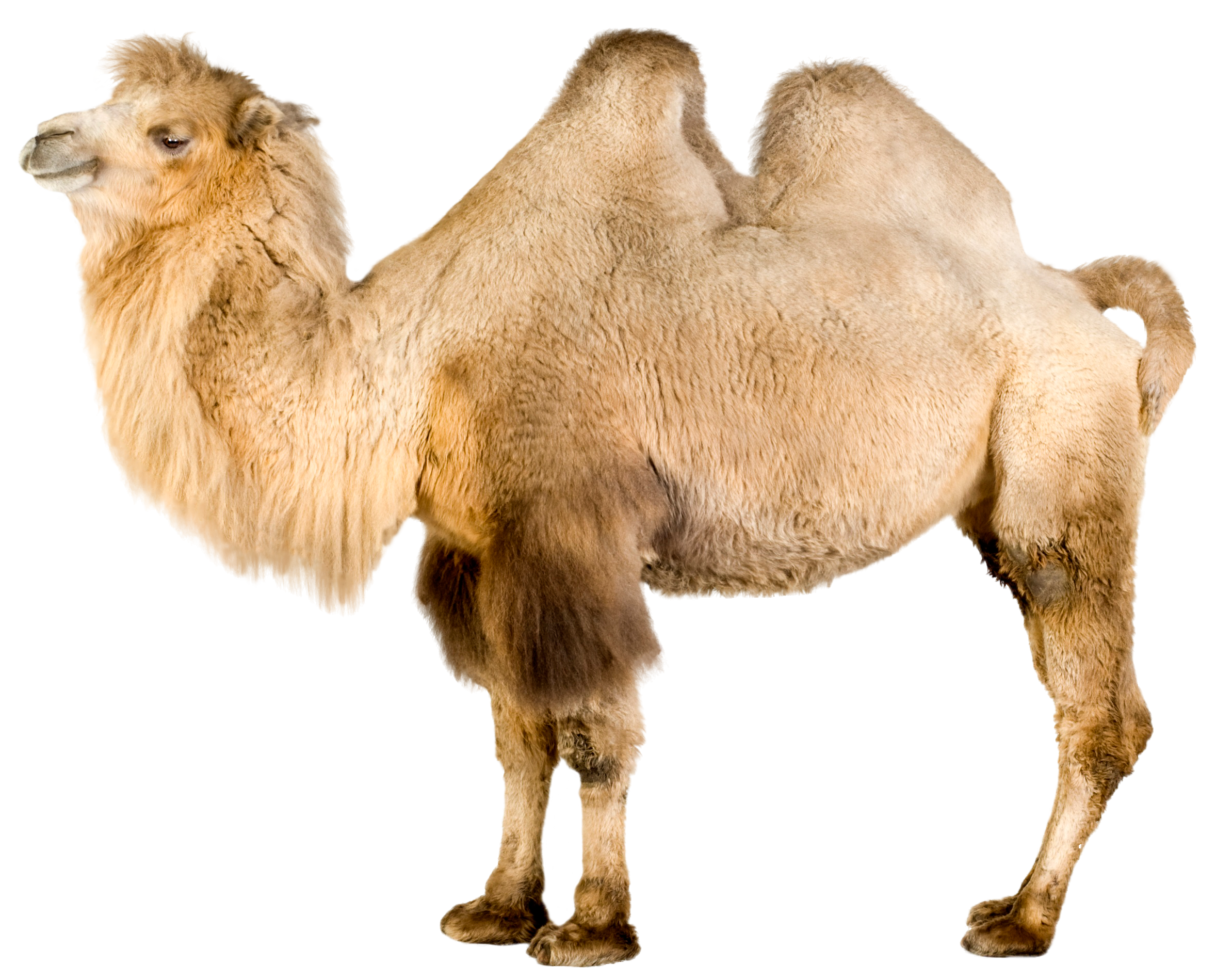 Camel PNG Clip Art.