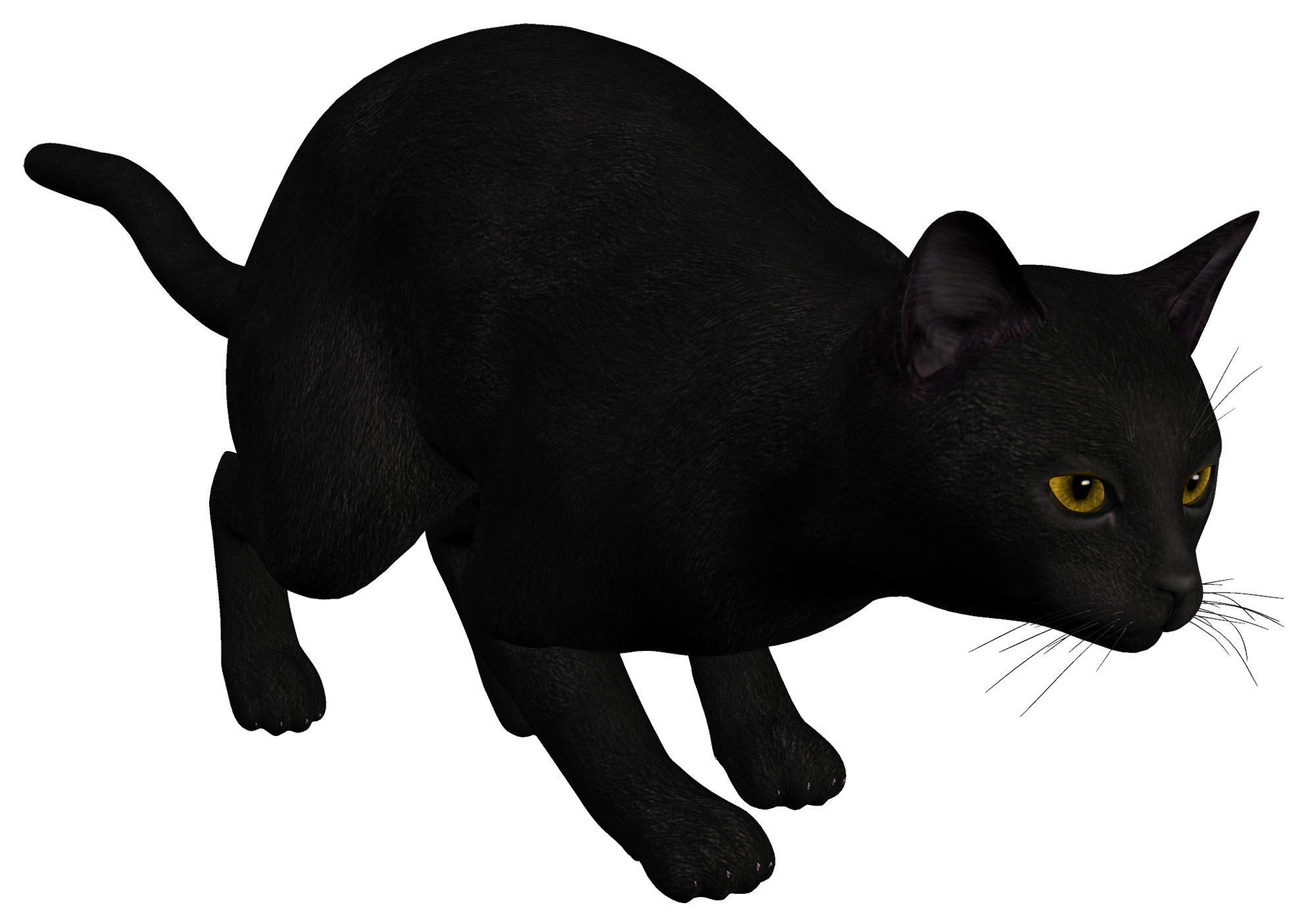 Black cat png images