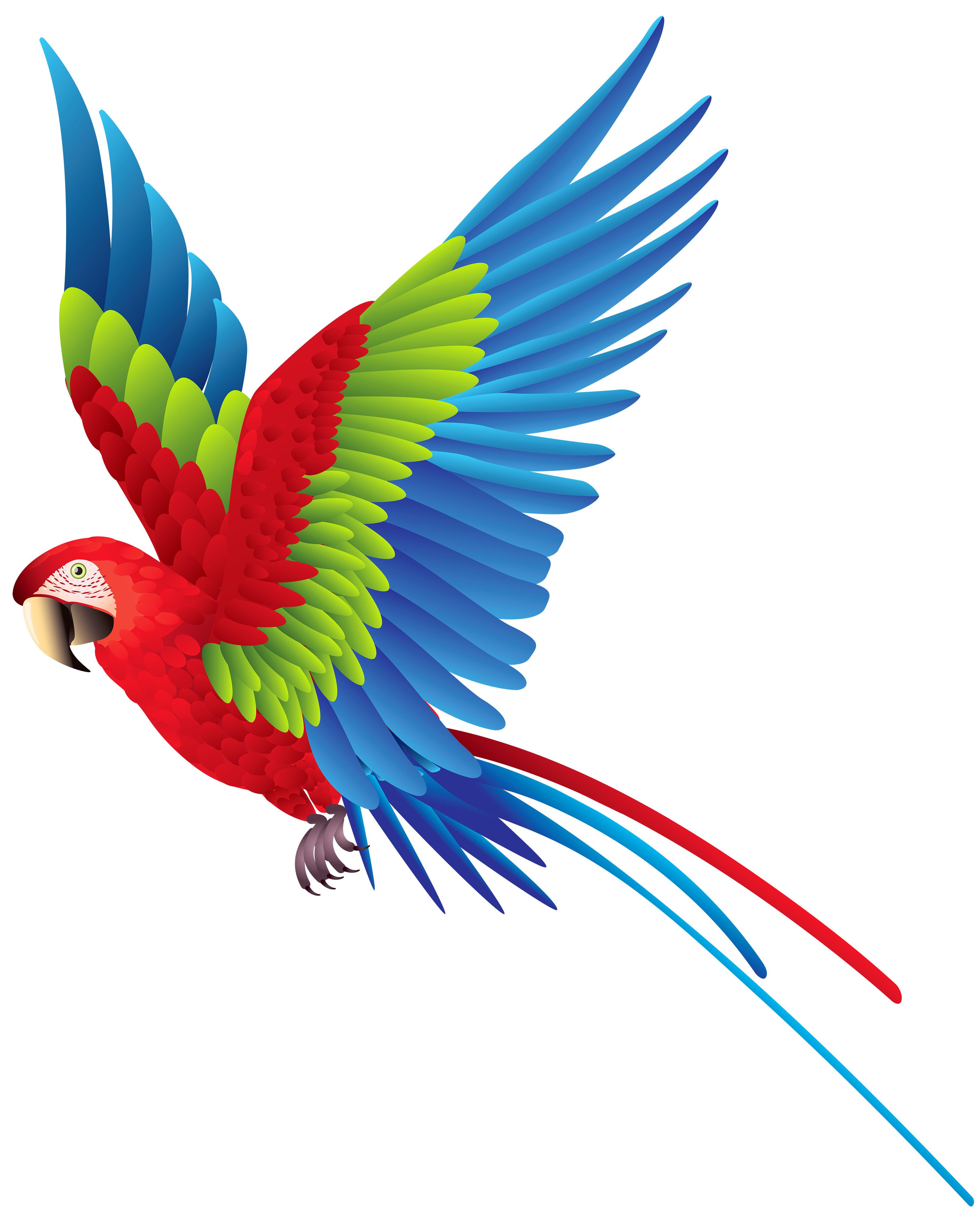 Colourful Parrot Png Clipart Best Web Clipart